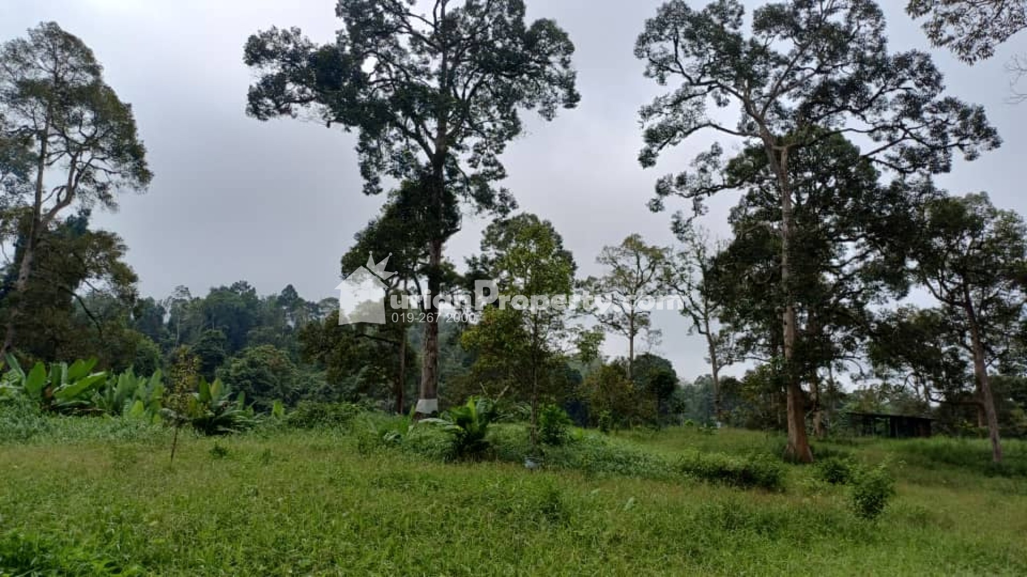 Agriculture Land For Sale at Kuala Lipis