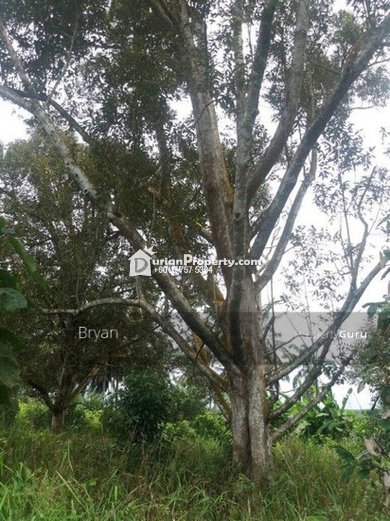 Agriculture Land For Sale at Taman Machap Jaya, Simpang 