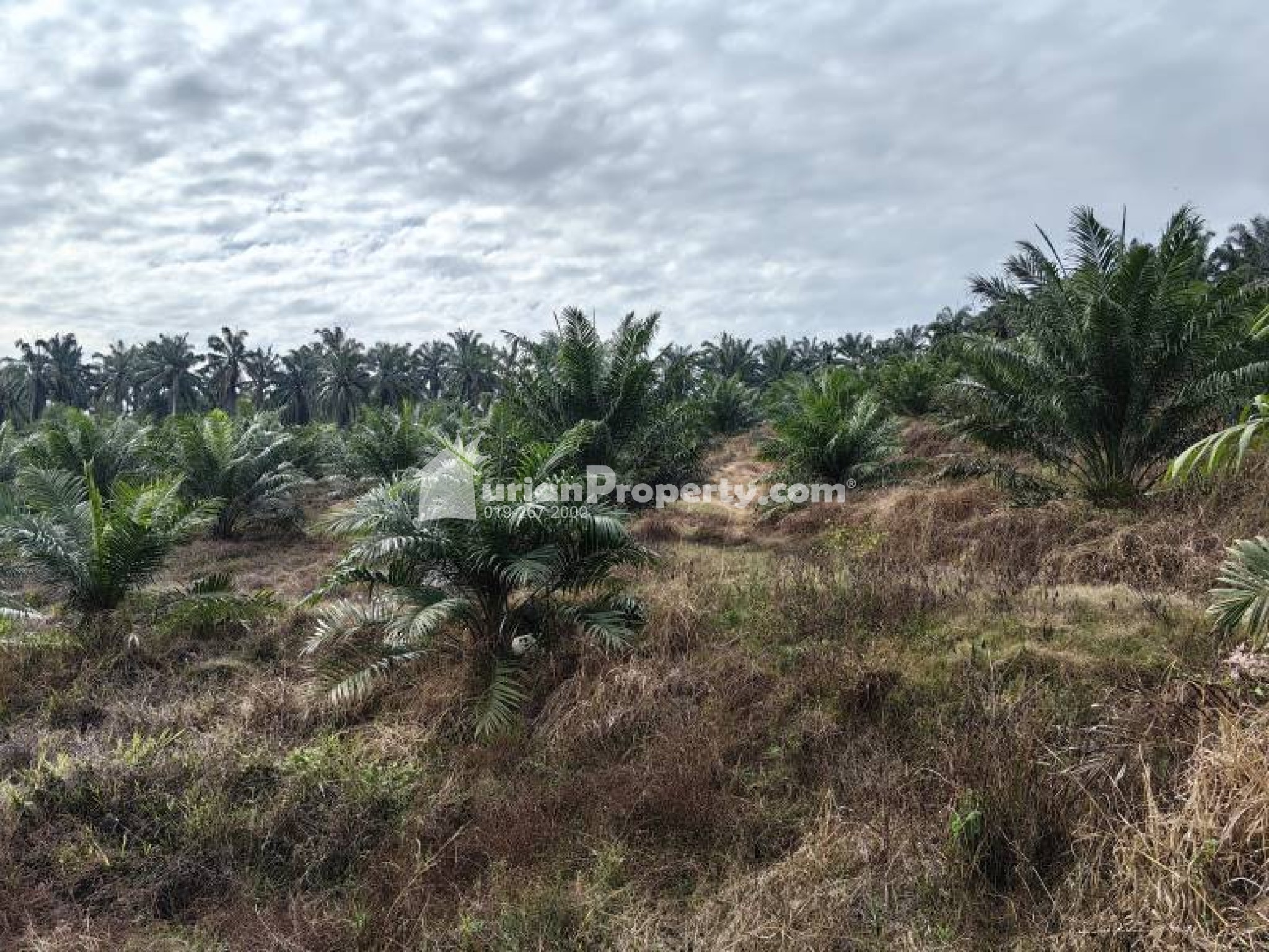 Agriculture Land For Sale at Bera