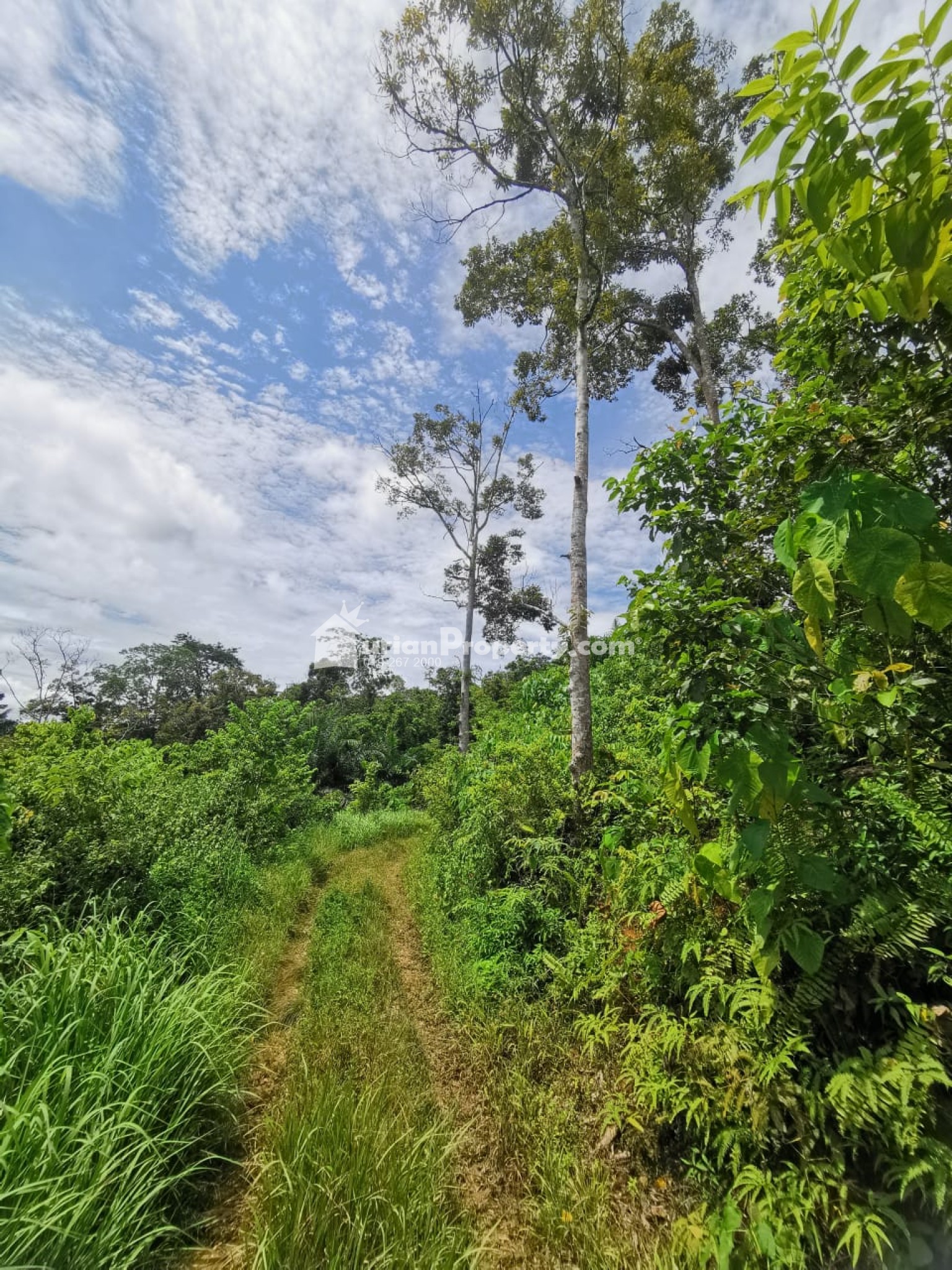Agriculture Land For Sale at Raub