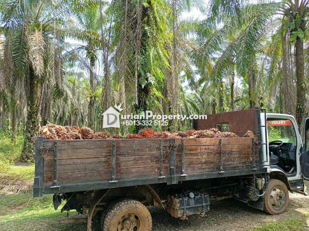 Agriculture Land For Sale at Kuala Berang, Terengganu