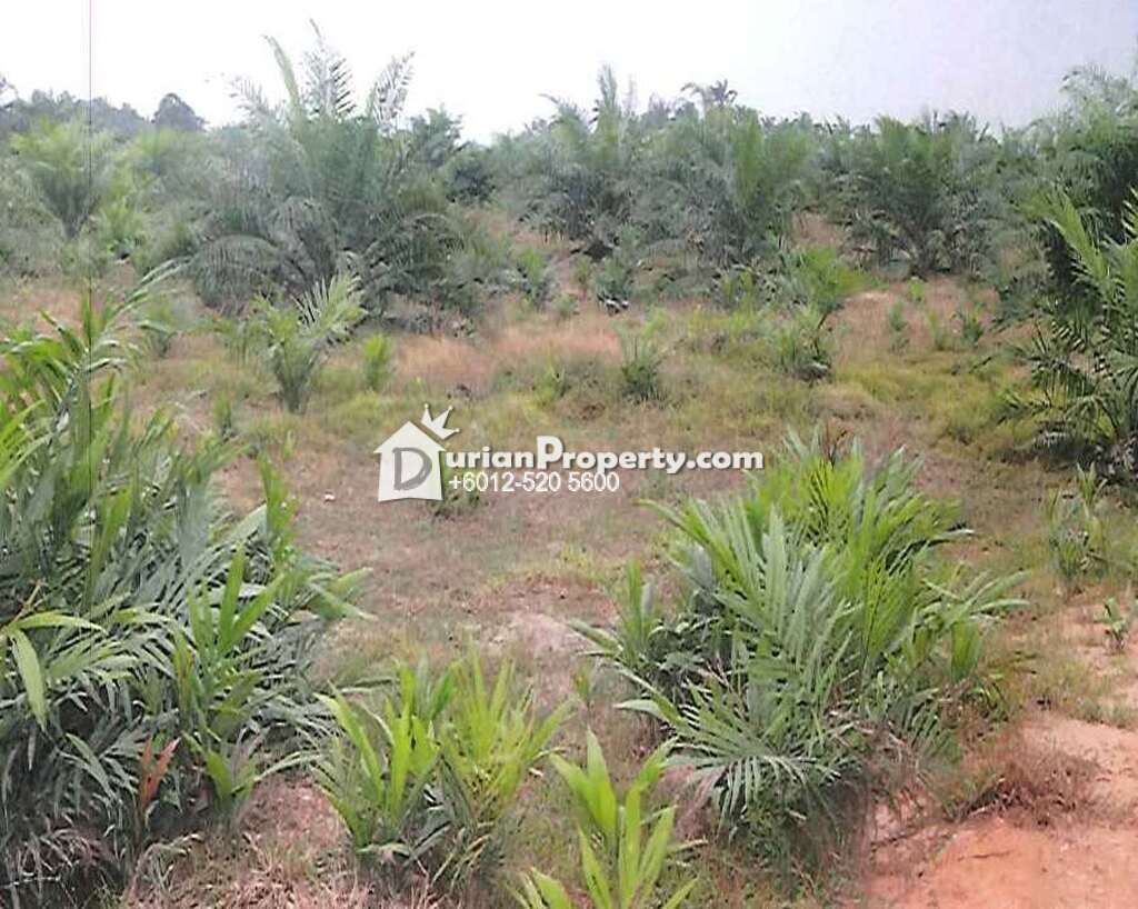 Agriculture Land For Auction at Kluang, Johor