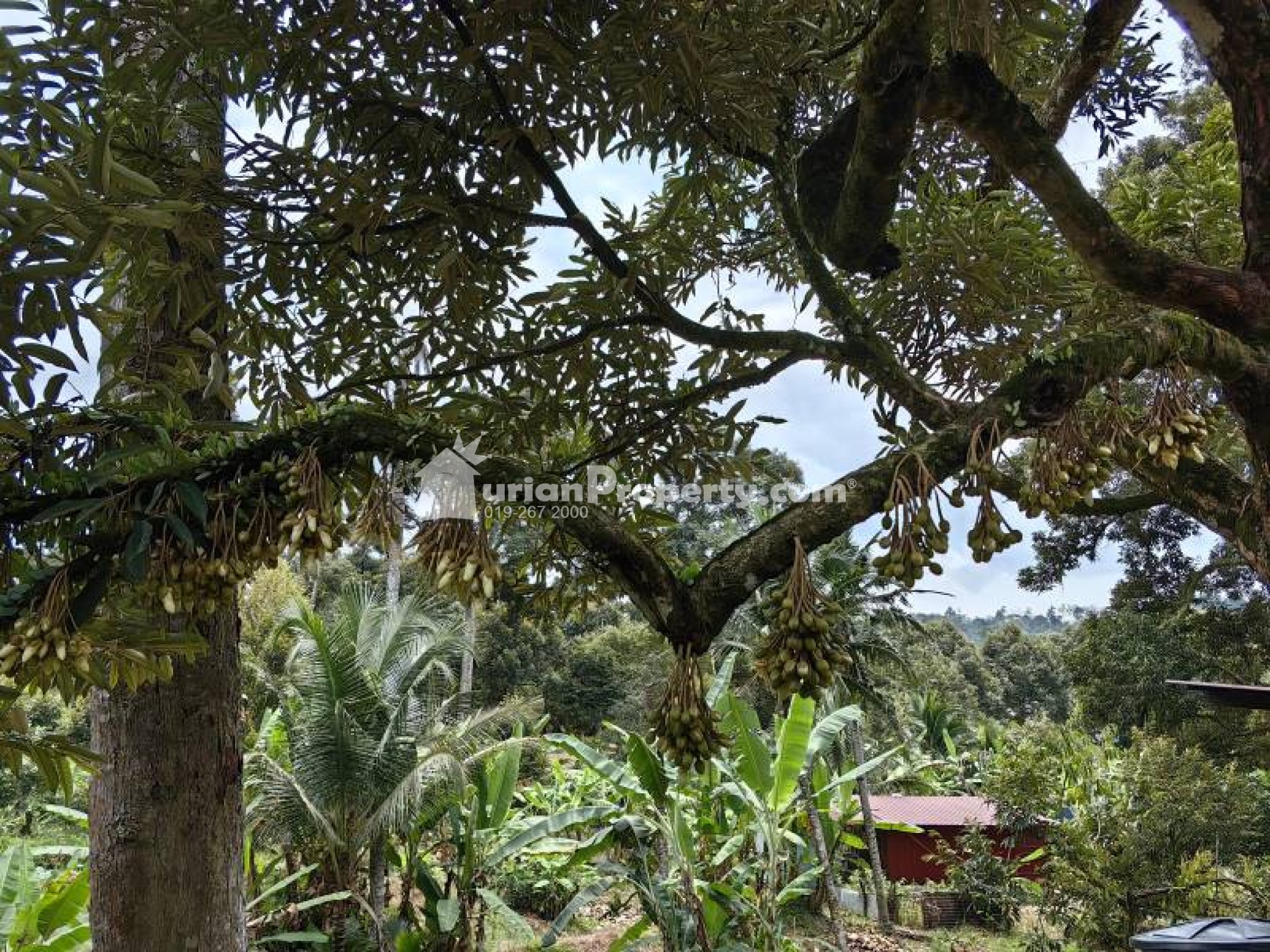Agriculture Land For Sale at Chenor