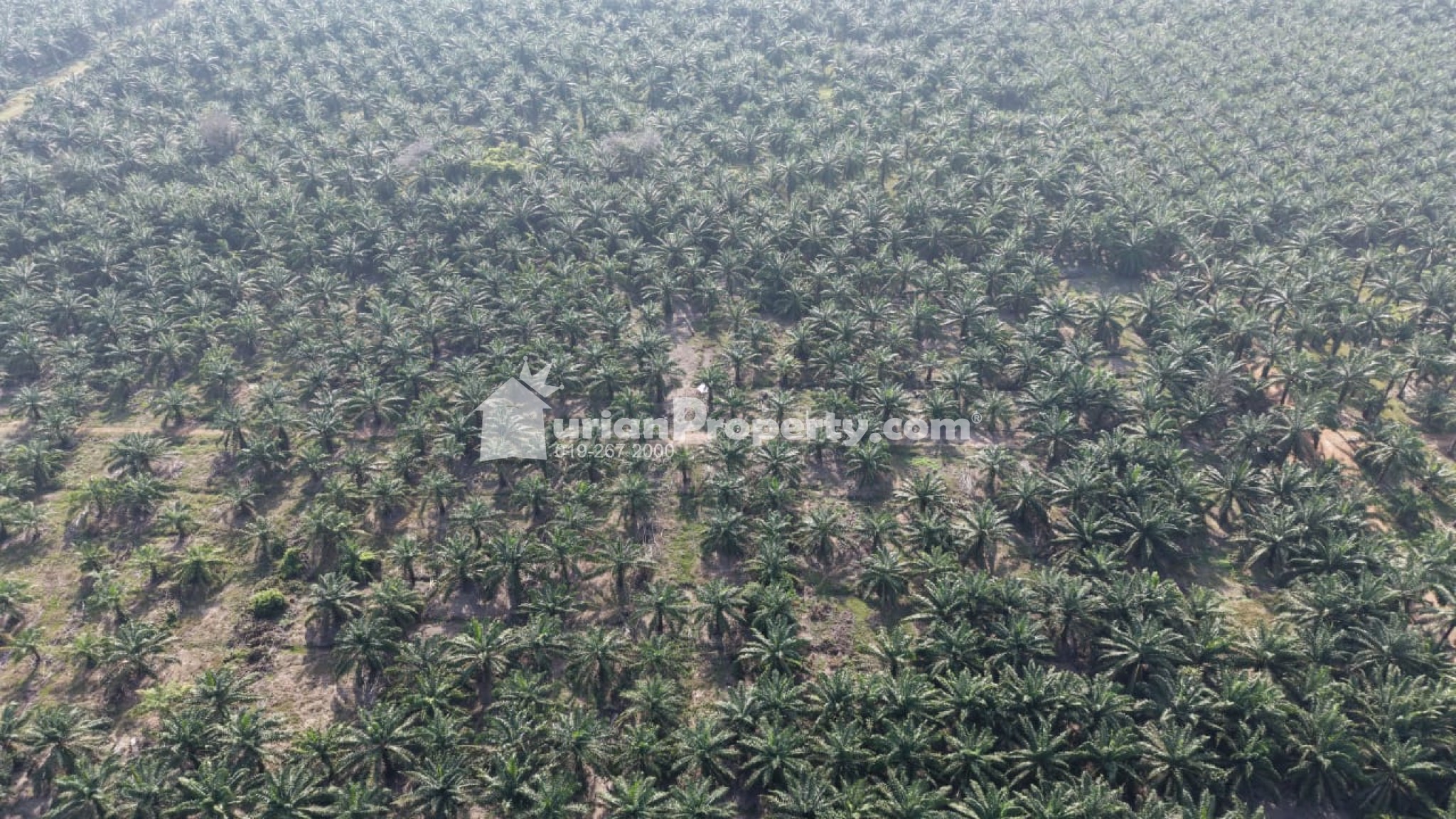 Agriculture Land For Sale at Kapar