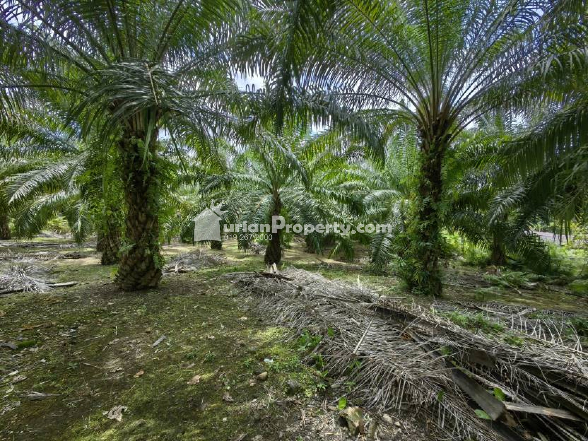 Agriculture Land For Sale at Jerantut