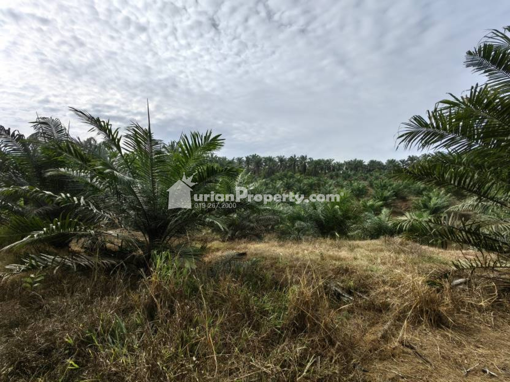 Agriculture Land For Sale at Bera