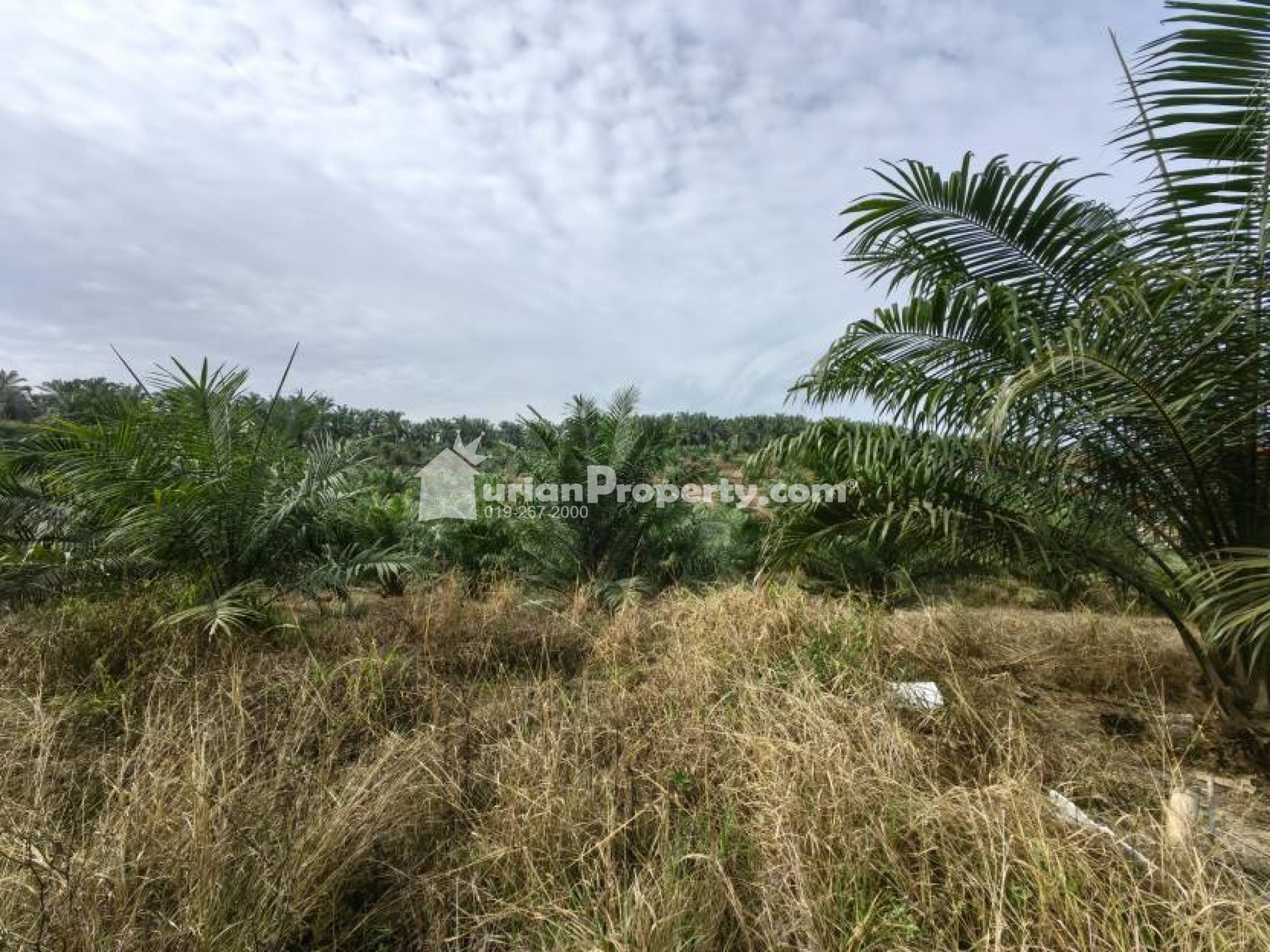 Agriculture Land For Sale at Bera