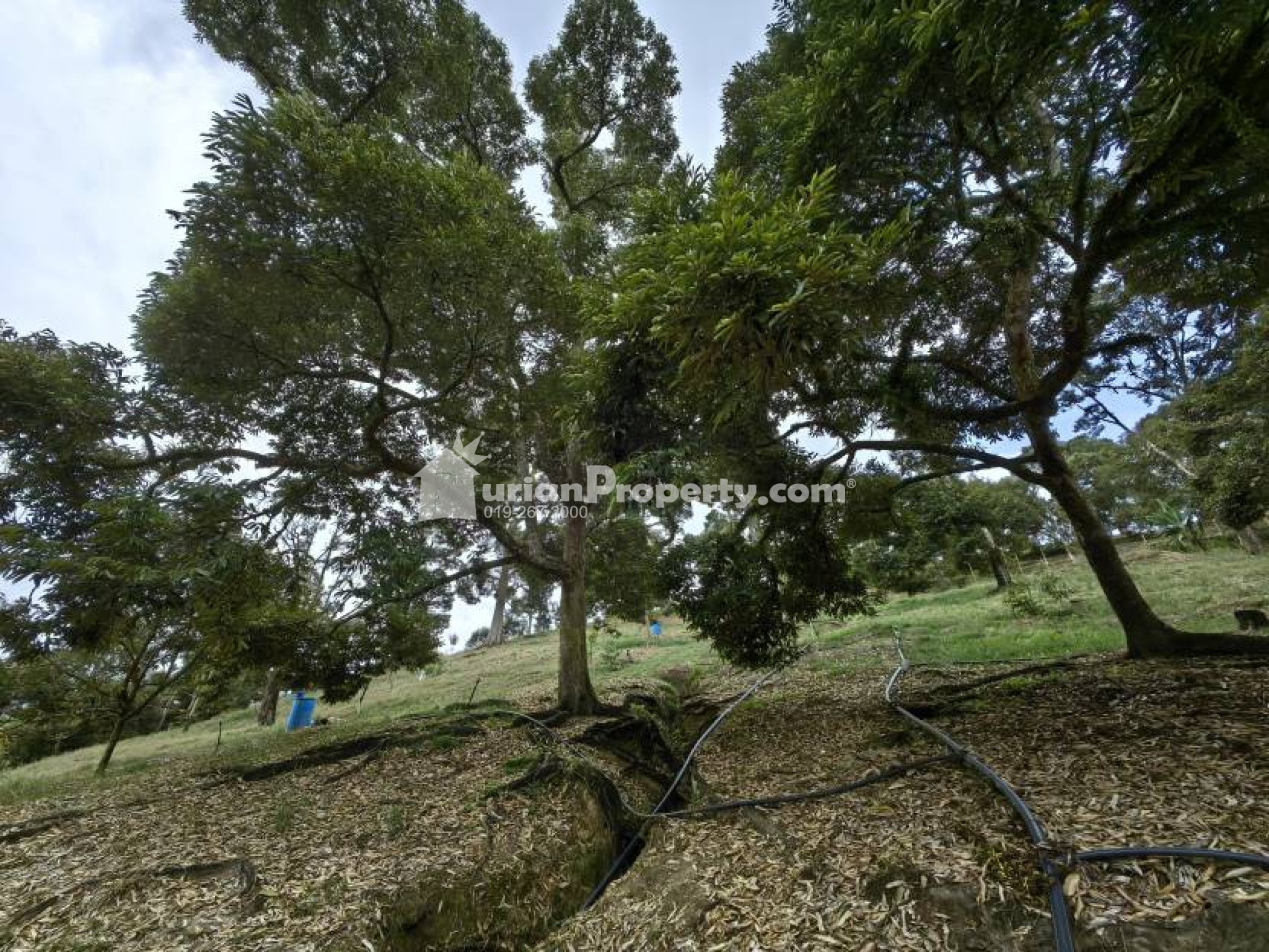 Agriculture Land For Sale at Chenor