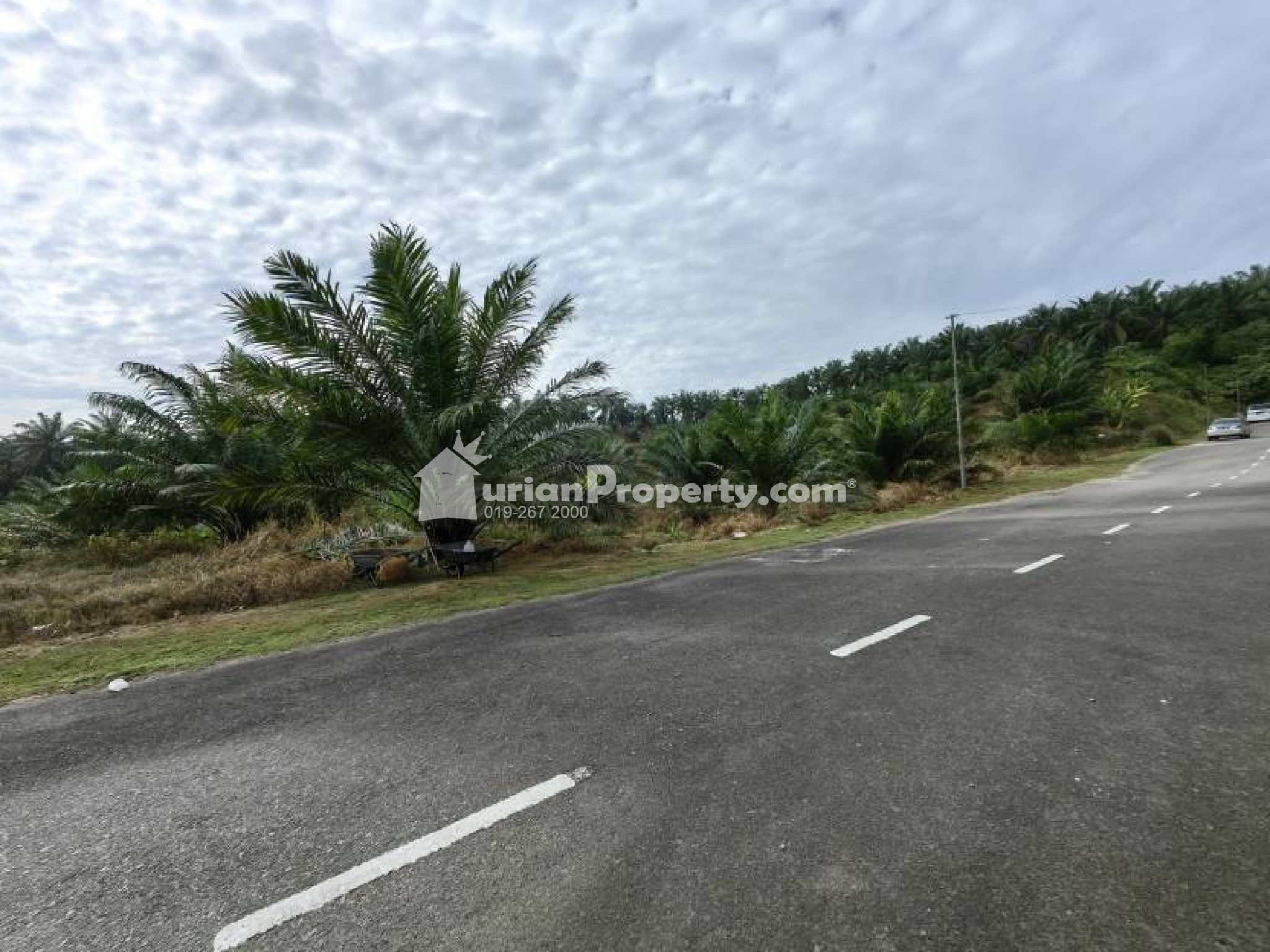 Agriculture Land For Sale at Bera