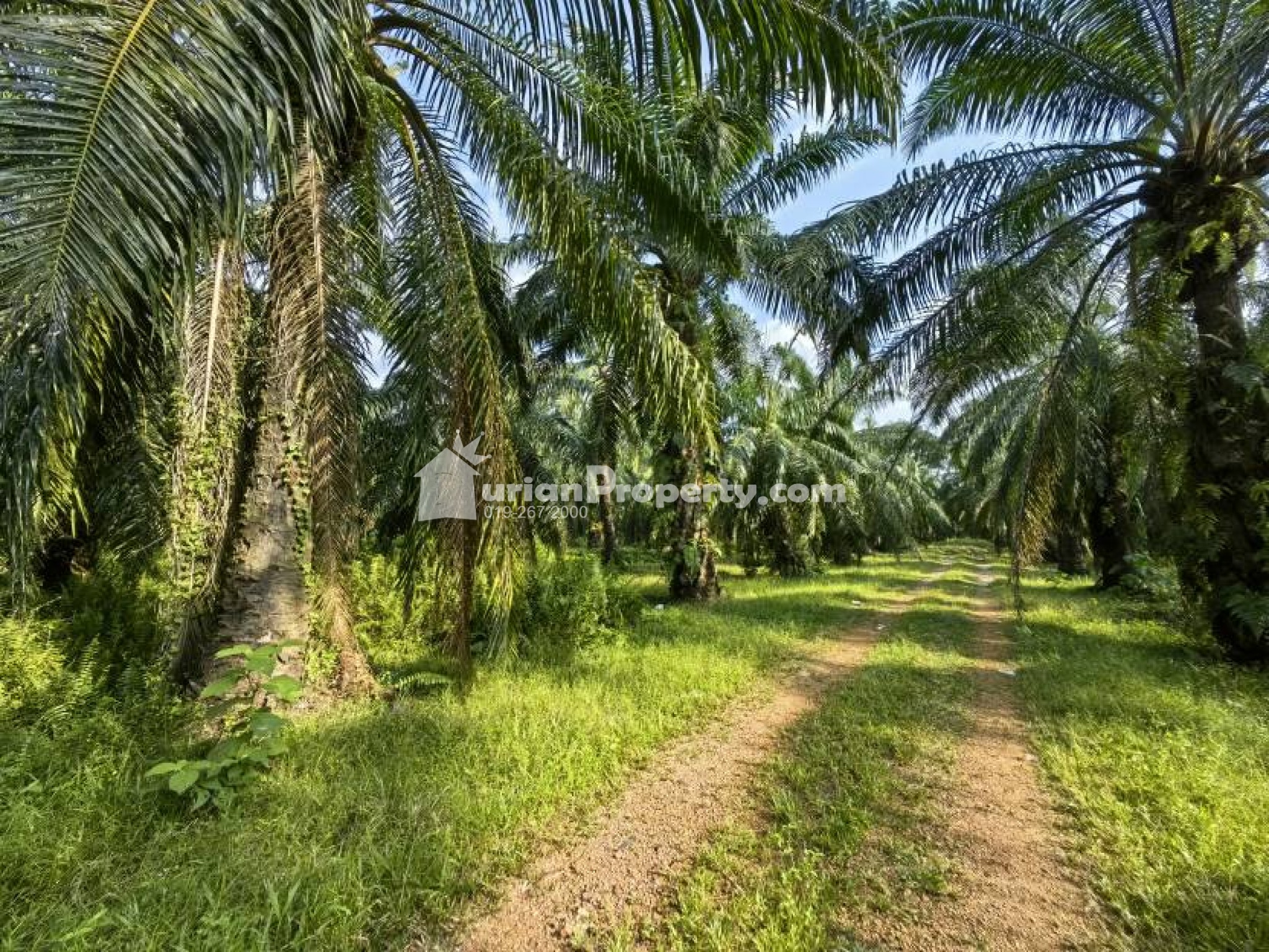 Agriculture Land For Sale at Jeram