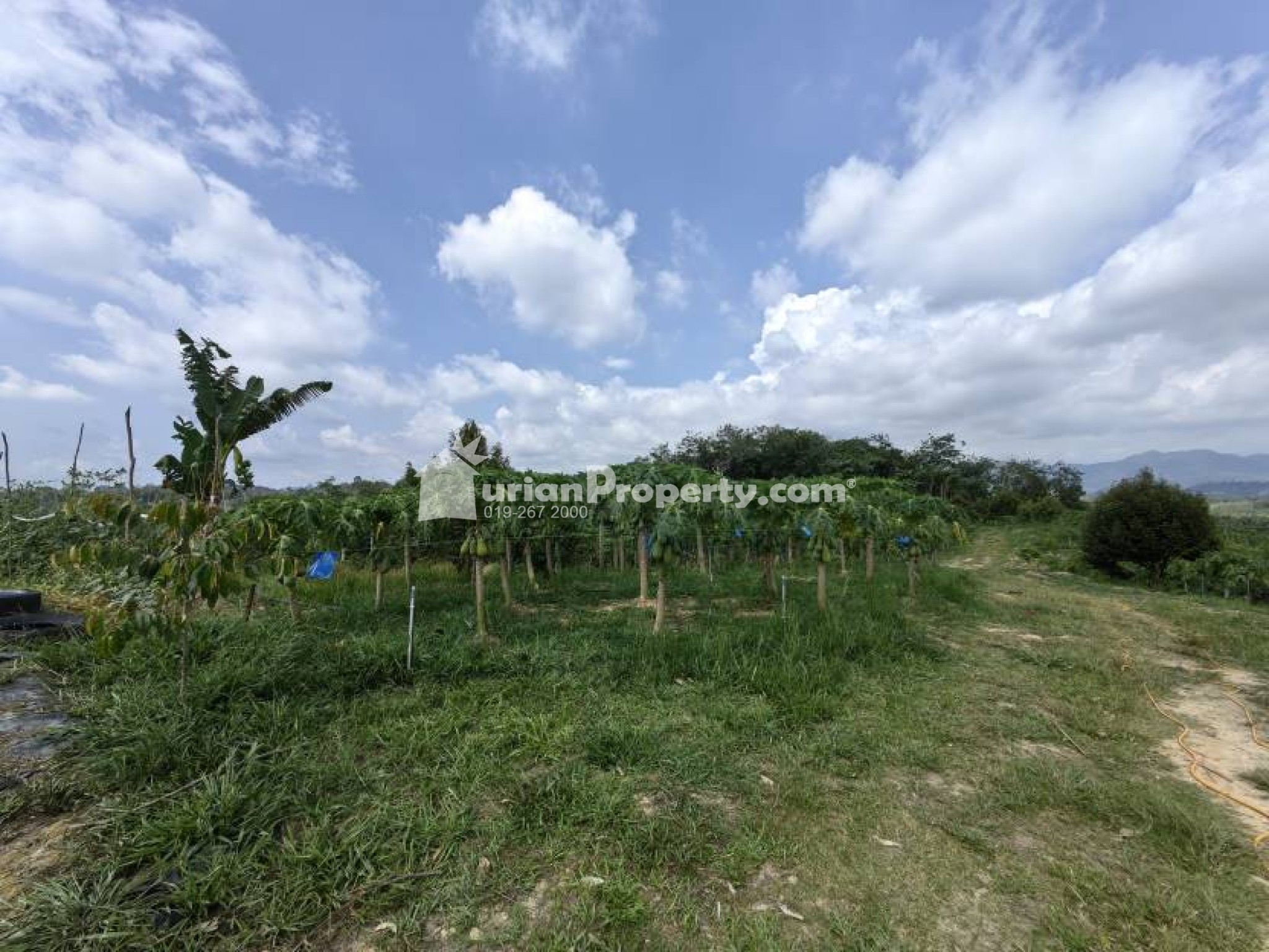 Agriculture Land For Sale at Raub