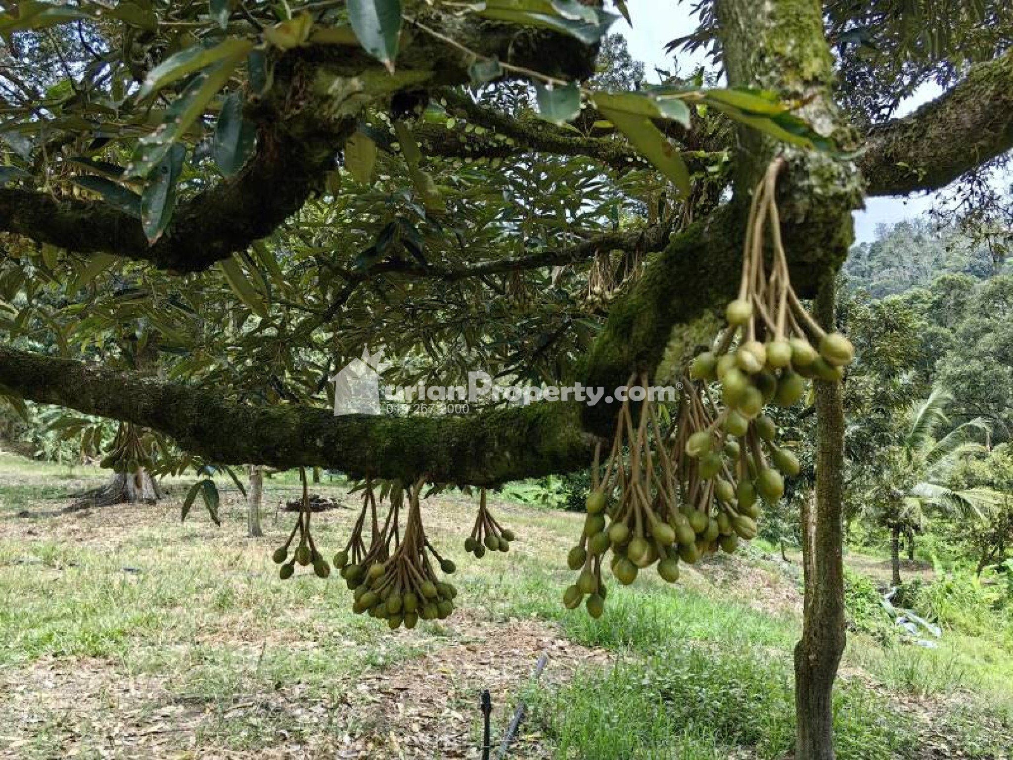 Agriculture Land For Sale at Chenor