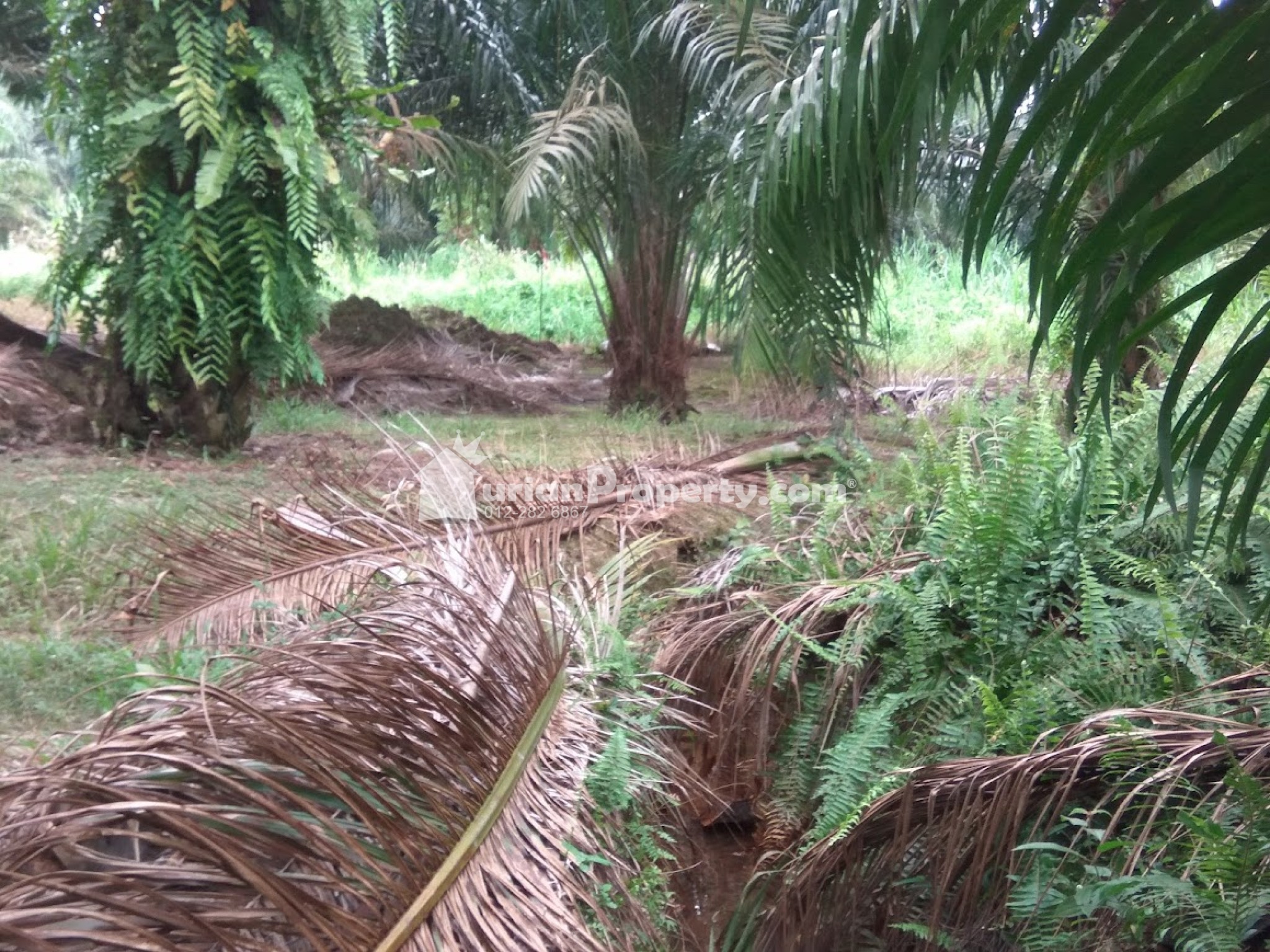 Agriculture Land For Sale at Telok Panglima Garang