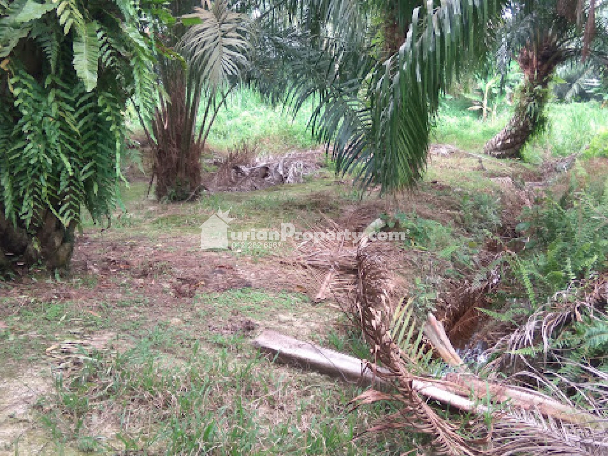 Agriculture Land For Sale at Telok Panglima Garang