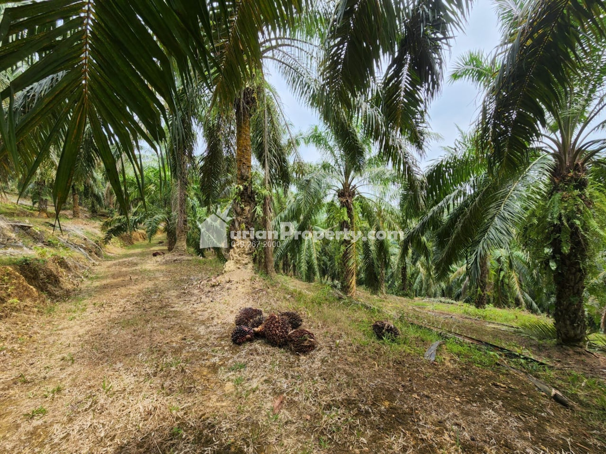 Agriculture Land For Sale at Kuala Lipis