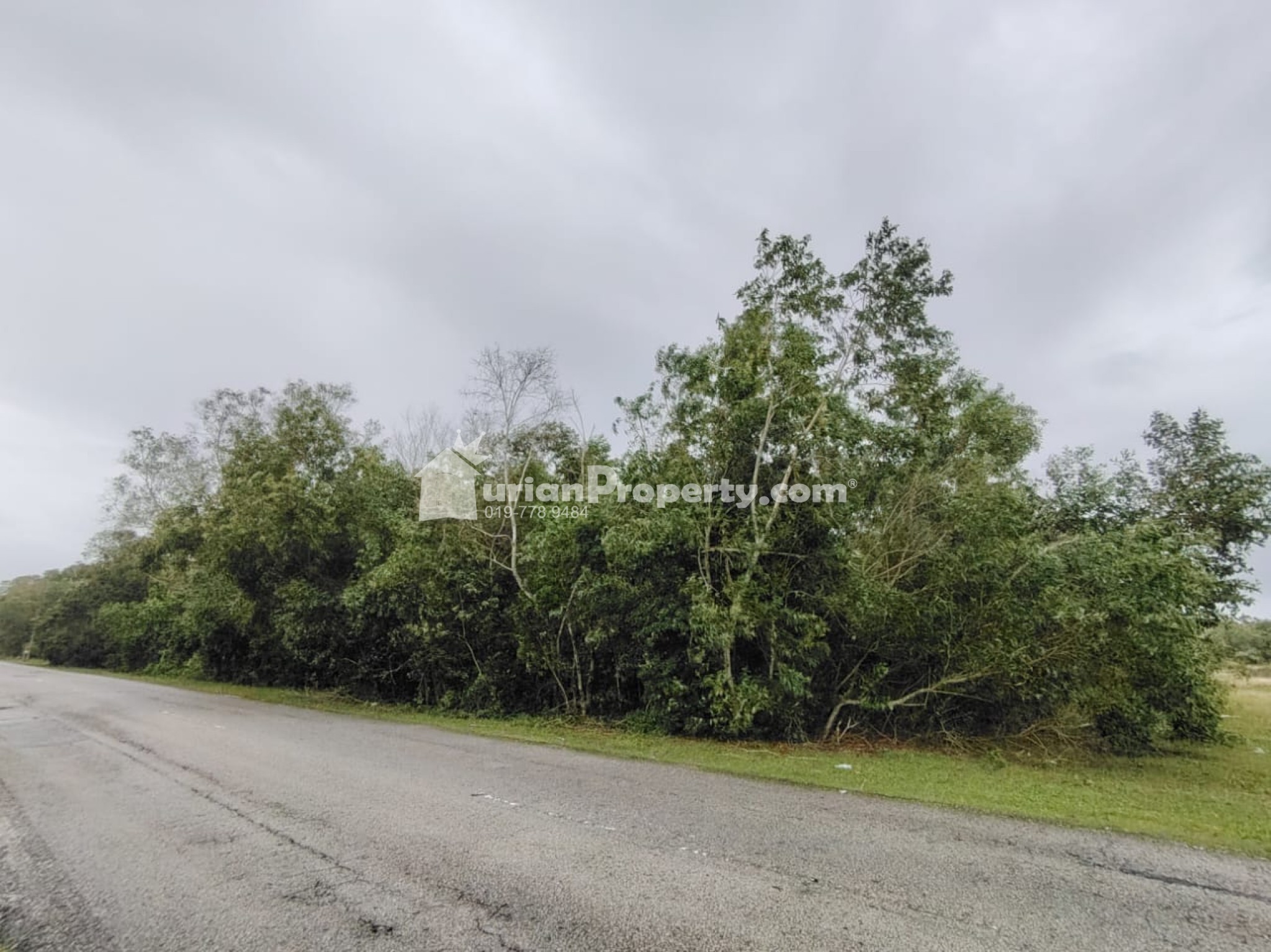 Agriculture Land For Sale at Pekan