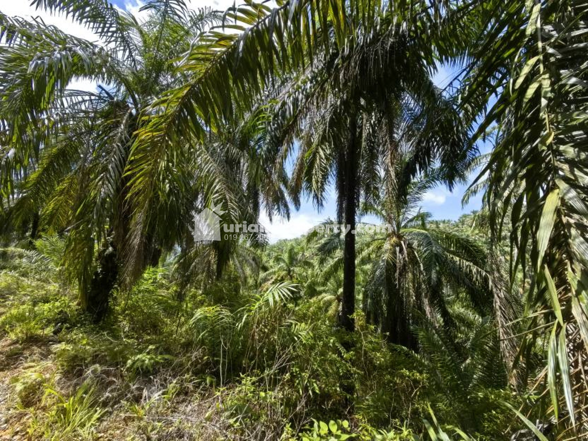 Agriculture Land For Sale at Kuala Lipis