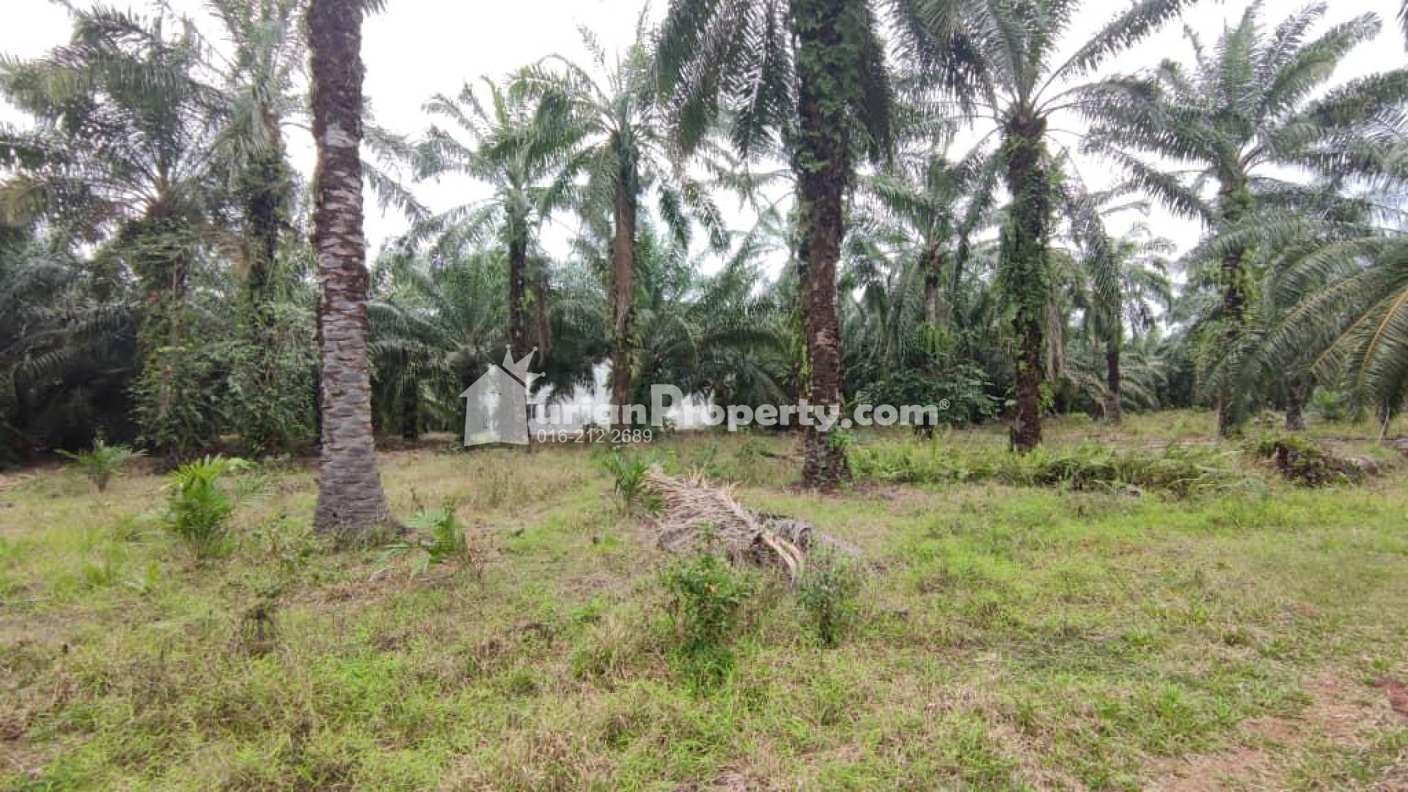 Agriculture Land For Sale at Semenyih