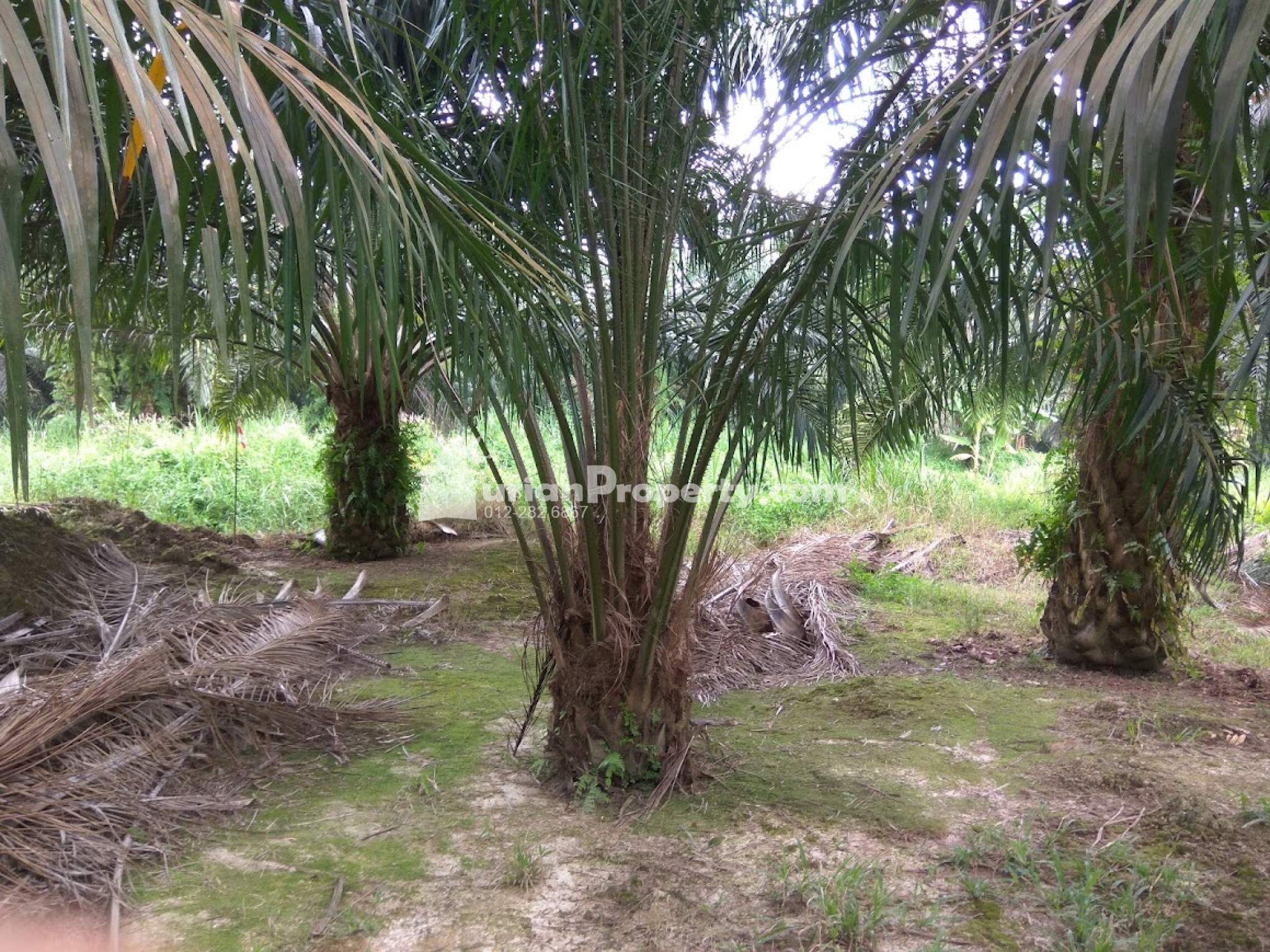 Agriculture Land For Sale at Telok Panglima Garang
