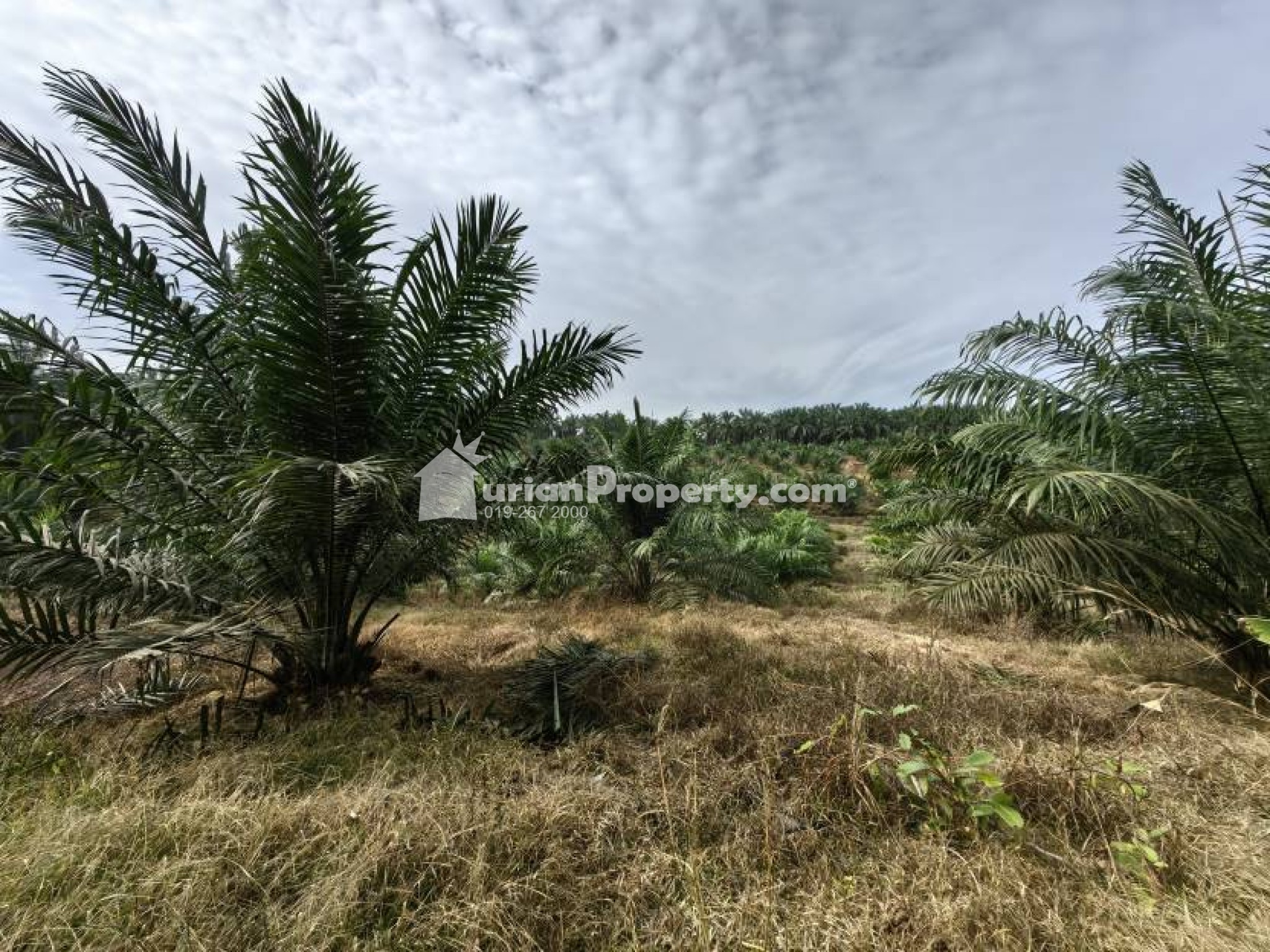 Agriculture Land For Sale at Bera