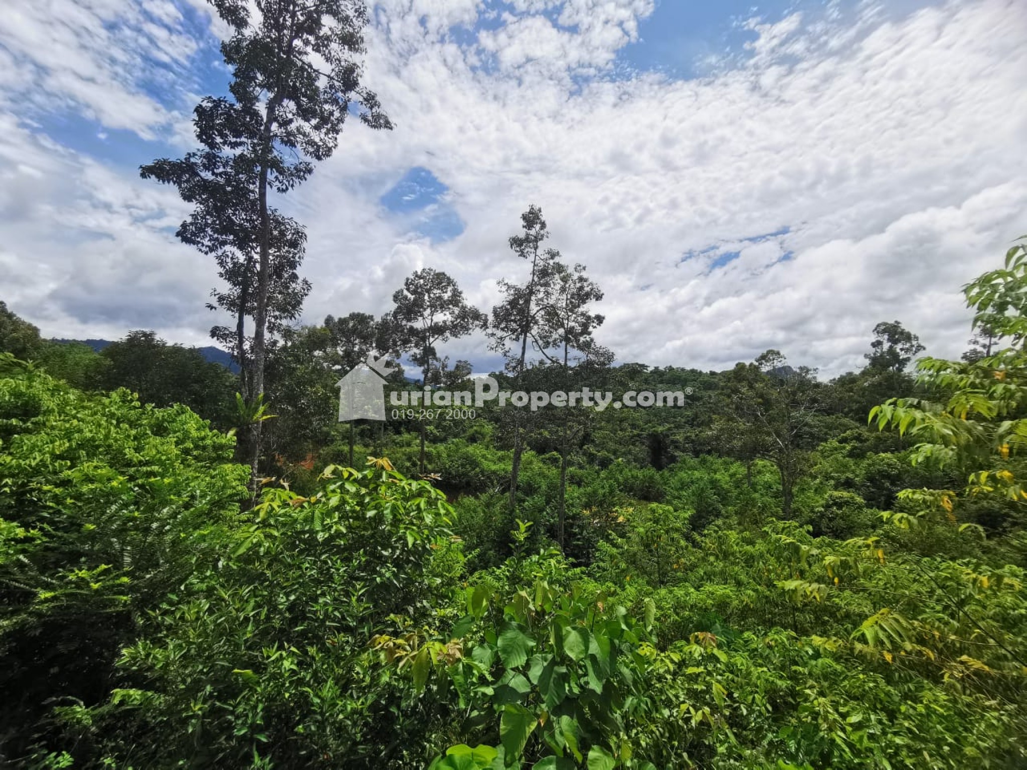 Agriculture Land For Sale at Raub