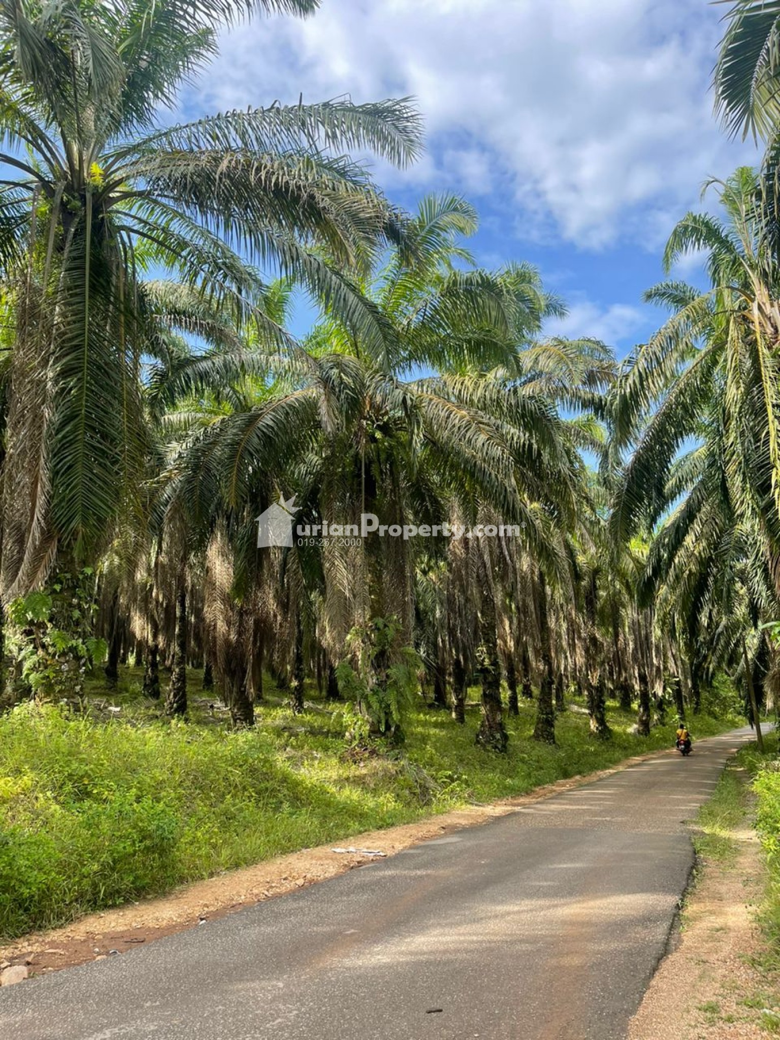 Agriculture Land For Sale at Jerantut