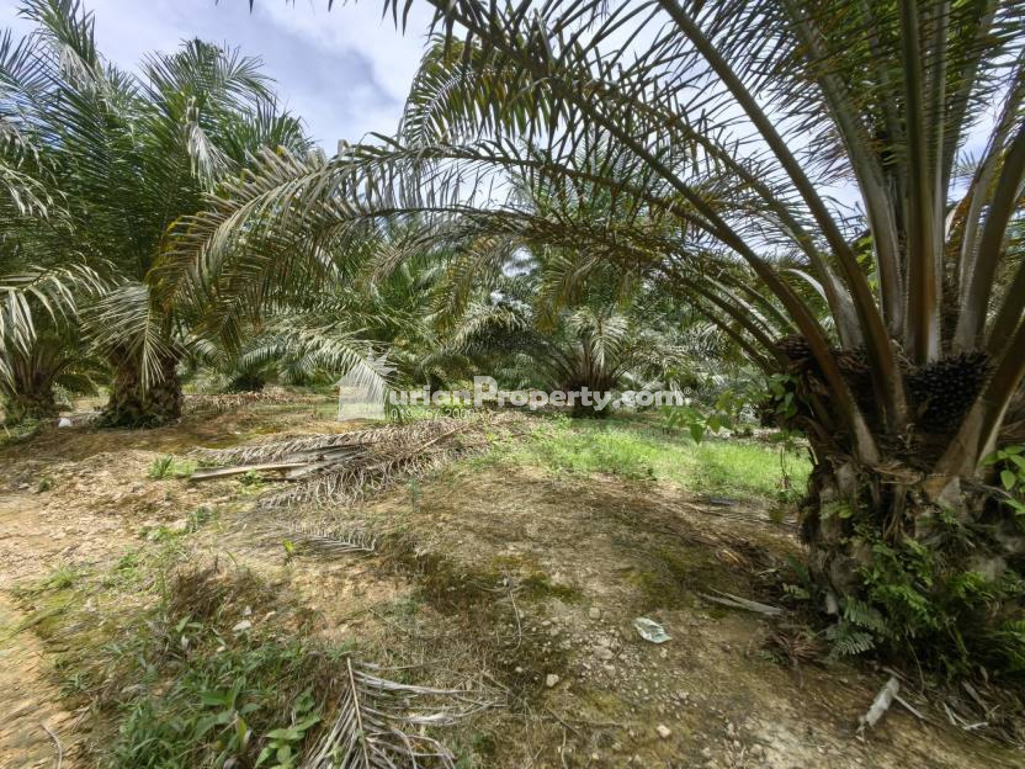 Agriculture Land For Sale at Kuala Lipis