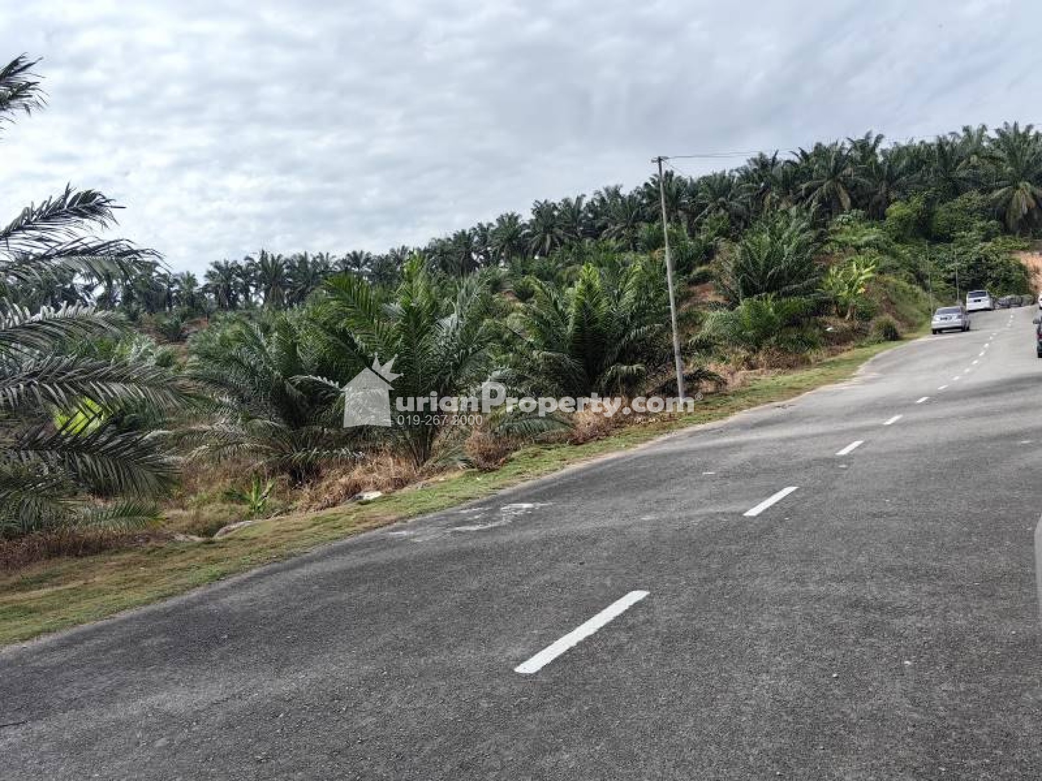 Agriculture Land For Sale at Bera