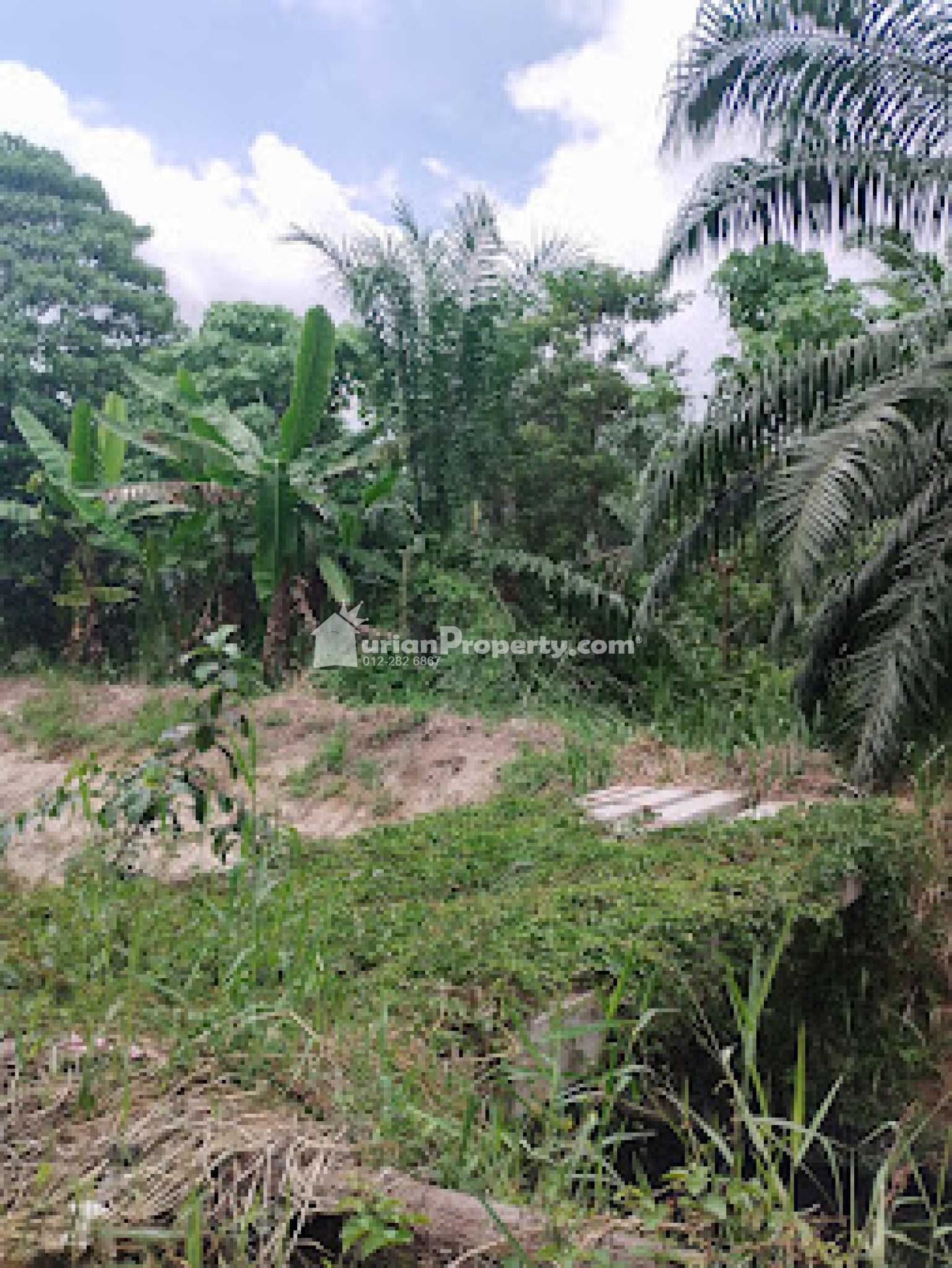 Agriculture Land For Sale at Telok Panglima Garang