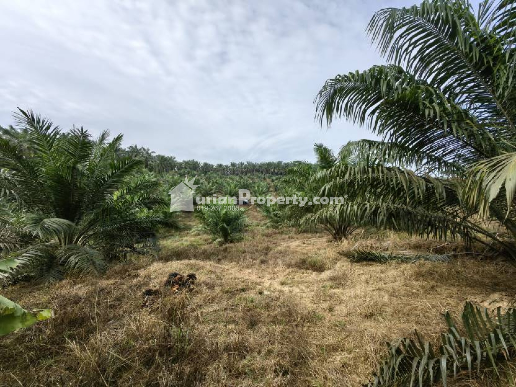 Agriculture Land For Sale at Bera