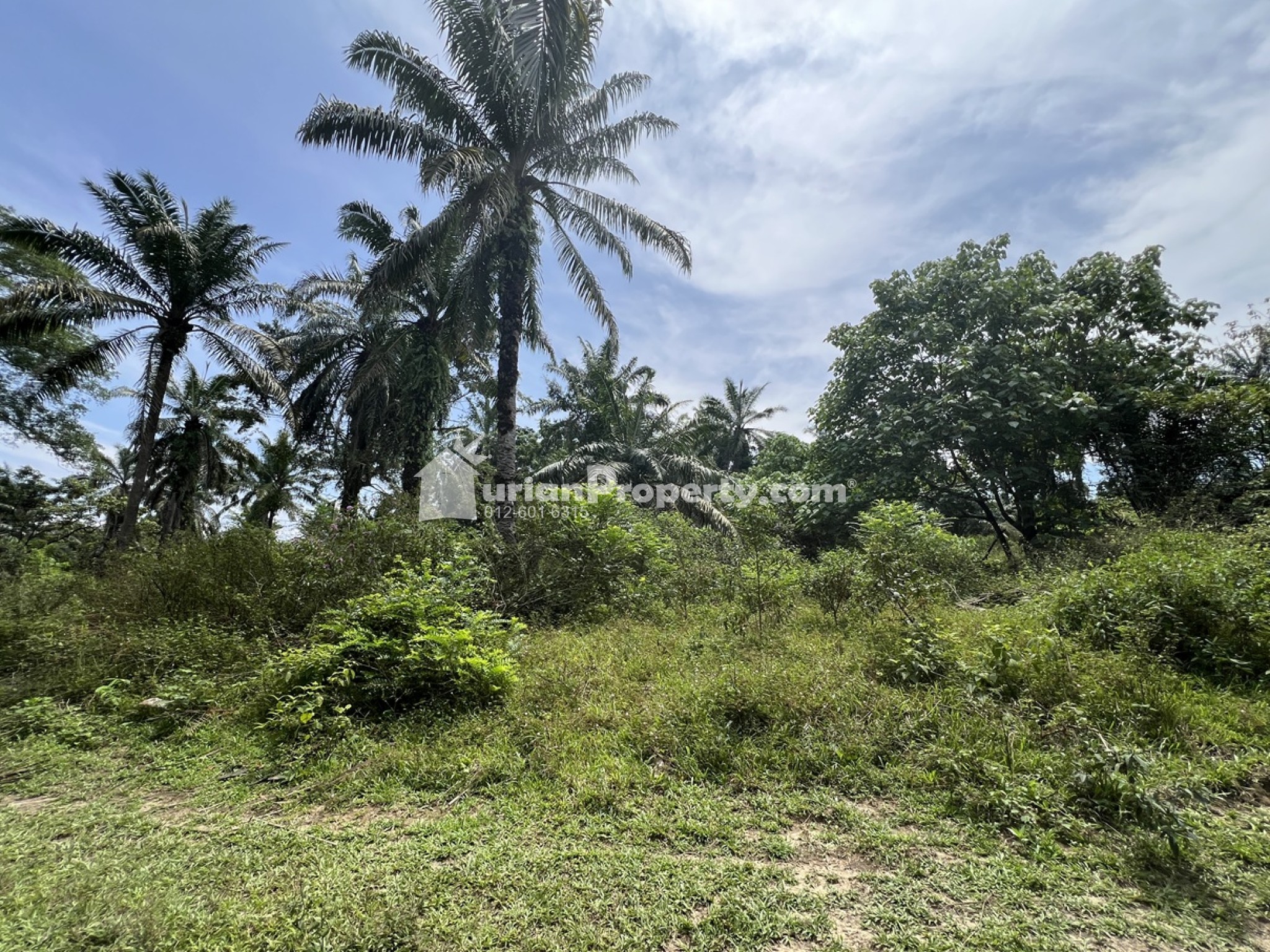 Agriculture Land For Sale at Batu Arang