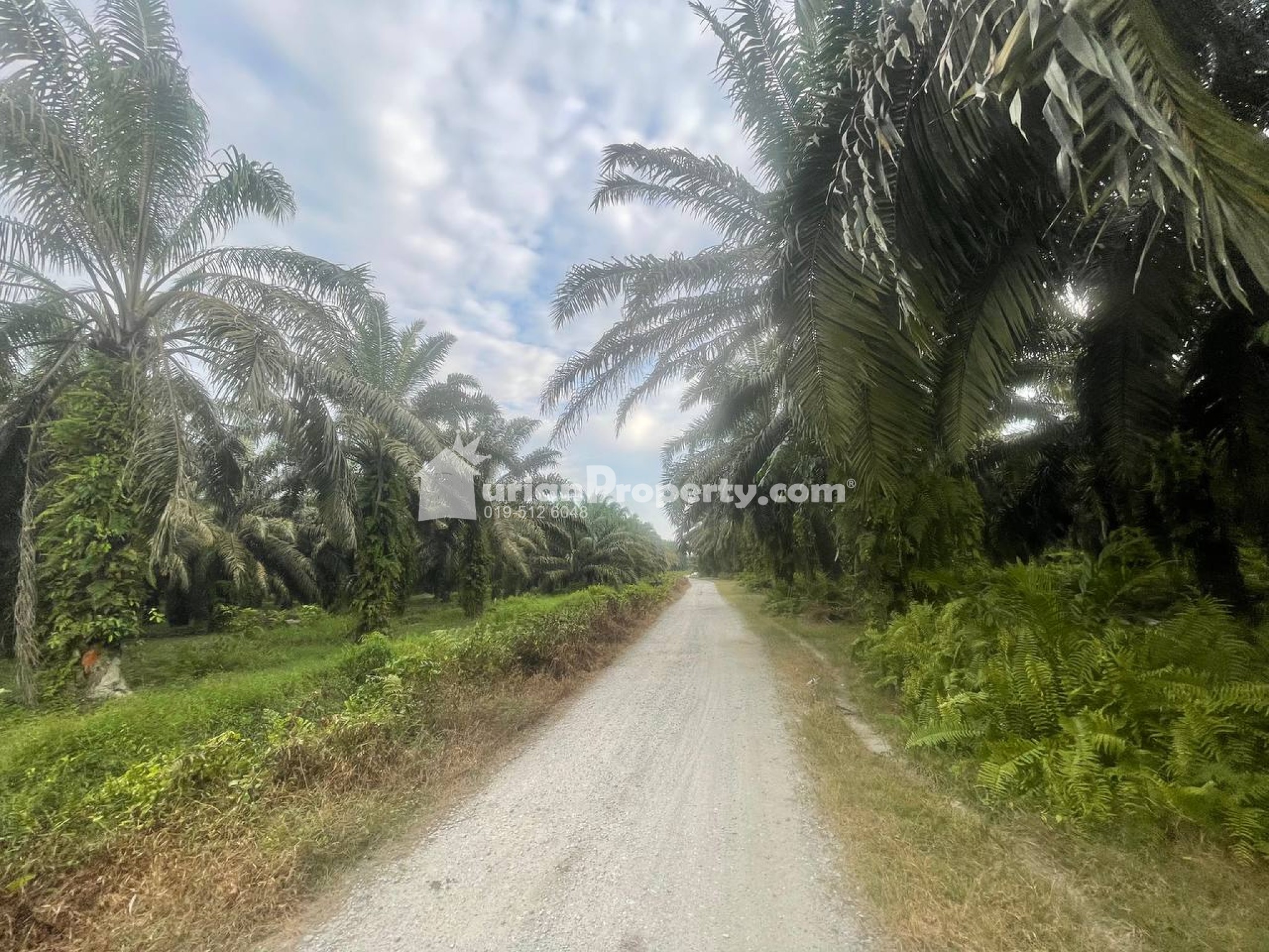 Agriculture Land For Sale at Langkap