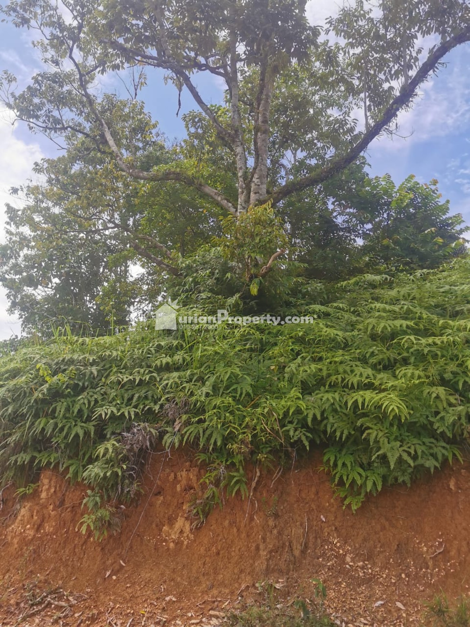 Agriculture Land For Sale at Raub