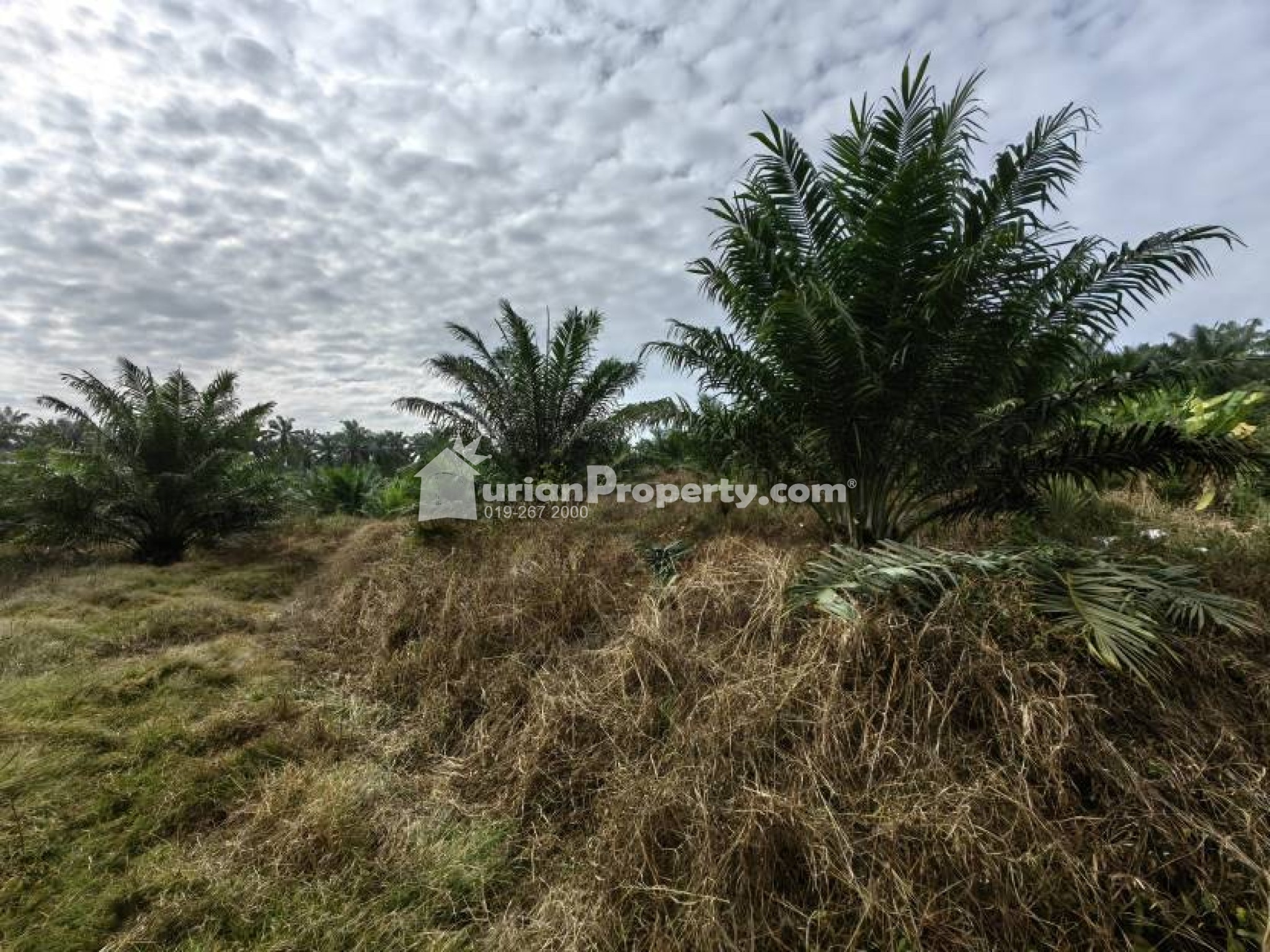 Agriculture Land For Sale at Bera