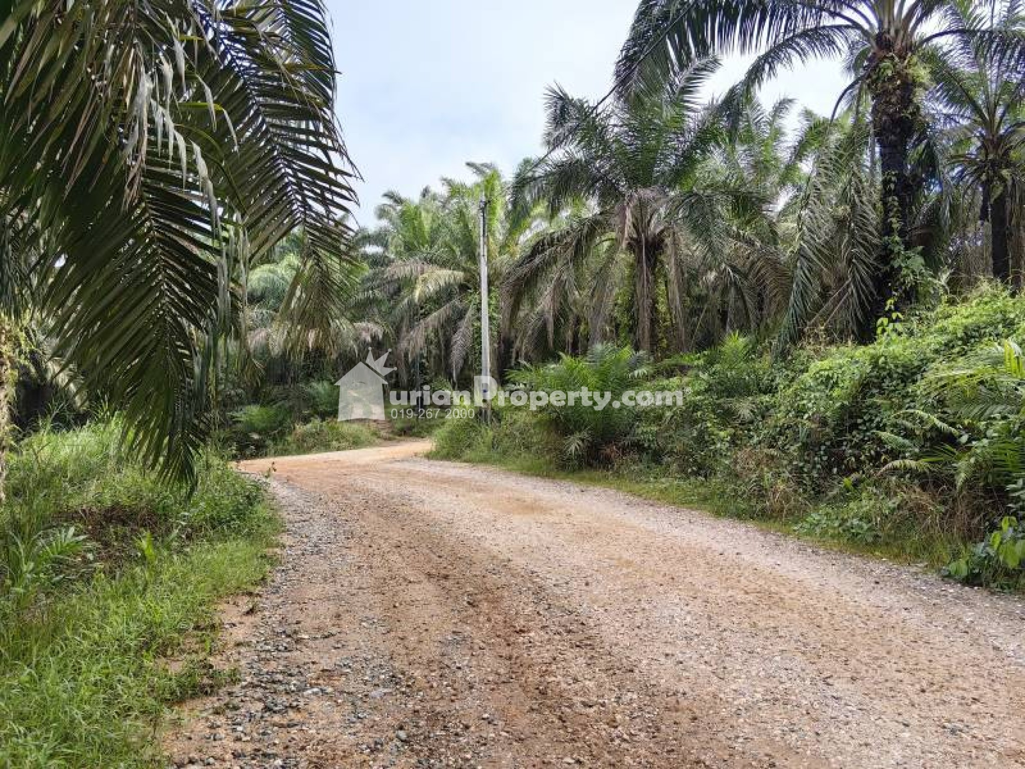 Agriculture Land For Sale at Kuala Lipis