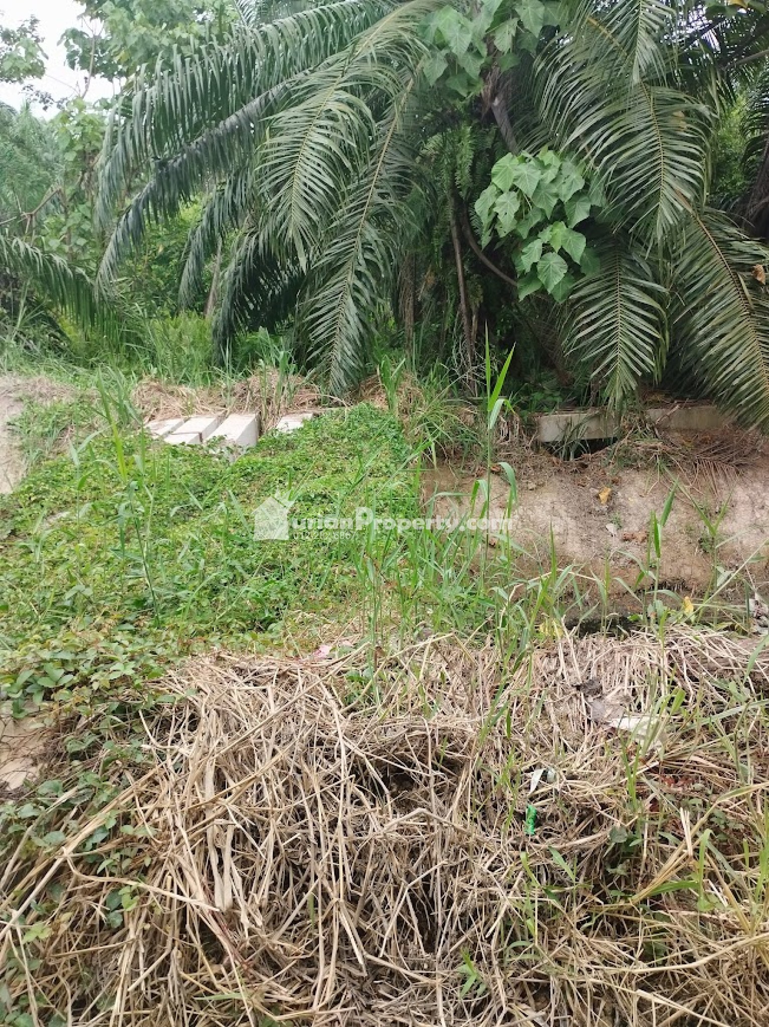 Agriculture Land For Sale at Telok Panglima Garang