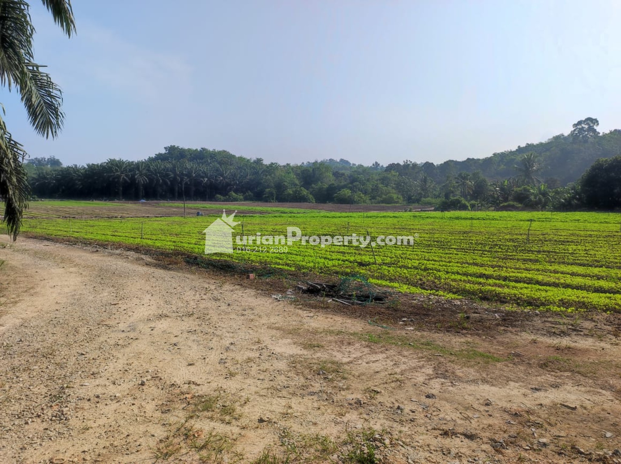 Agriculture Land For Sale at Batang Kali