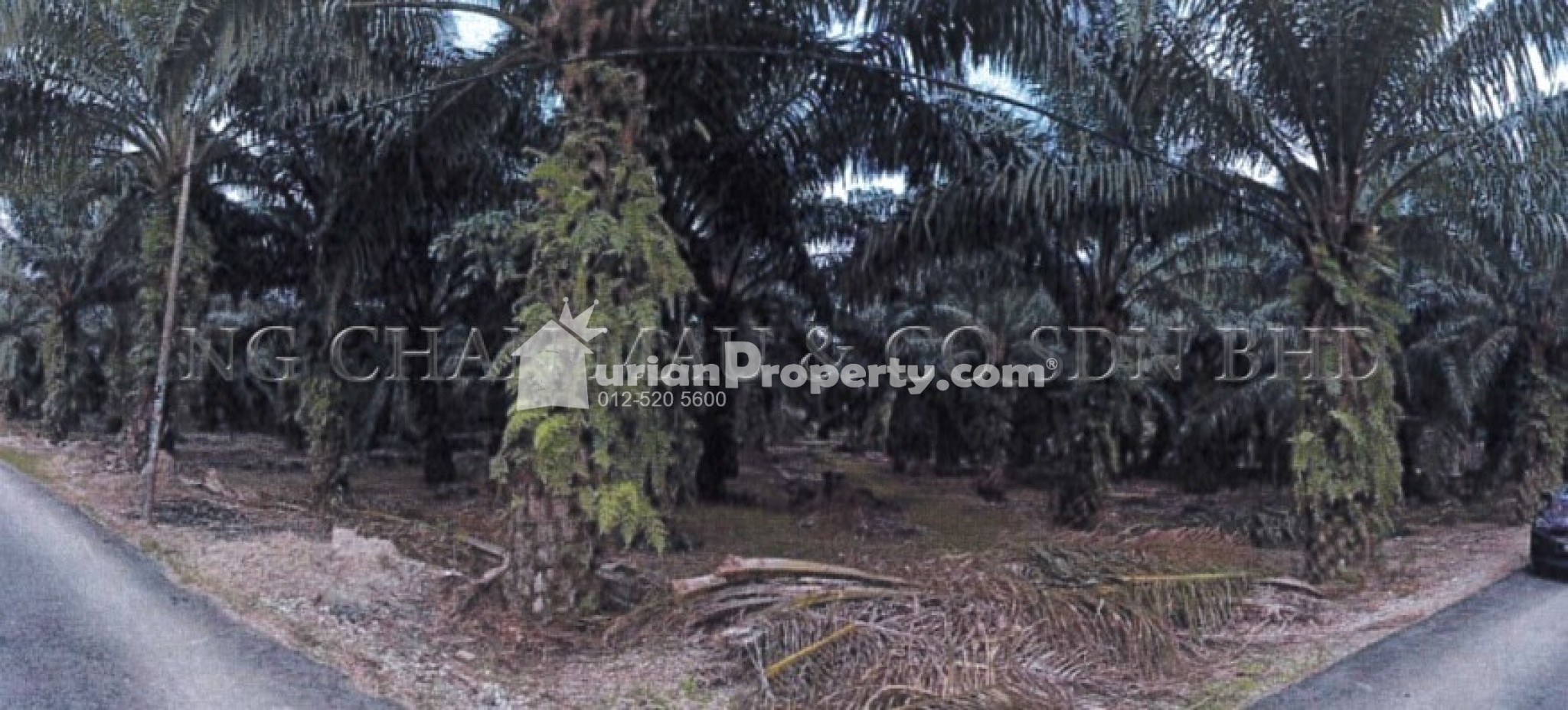 Agriculture Land For Auction at Parit Jawa