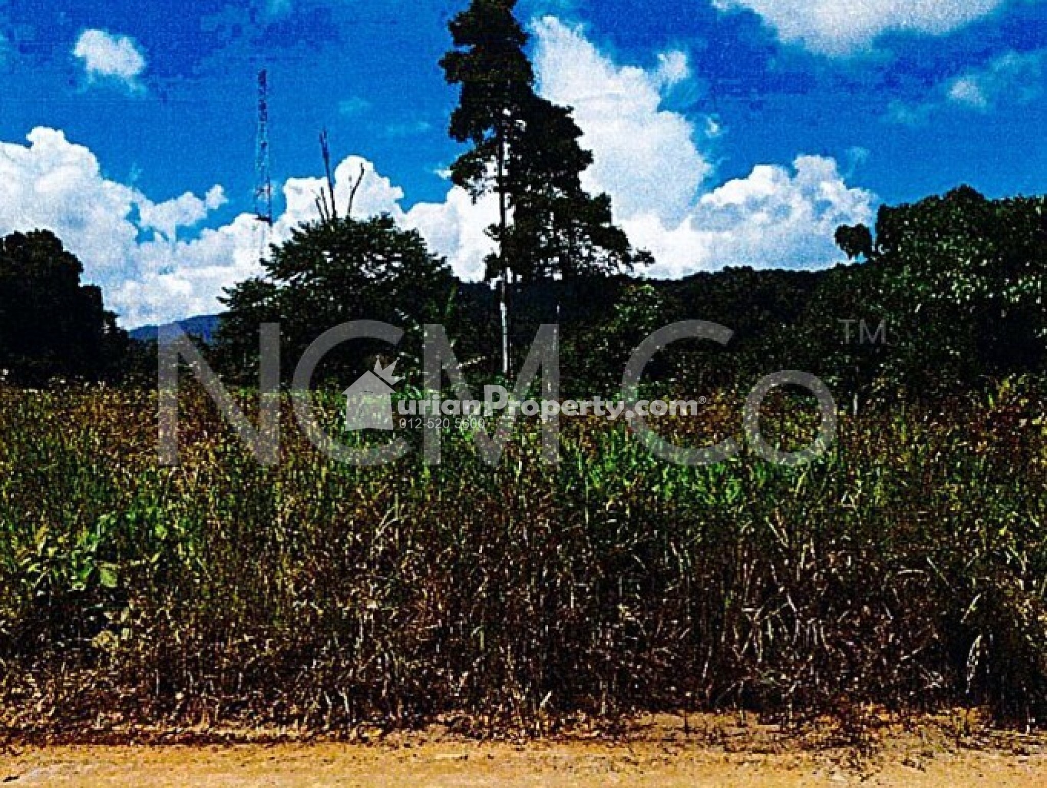 Agriculture Land For Auction at Sandakan