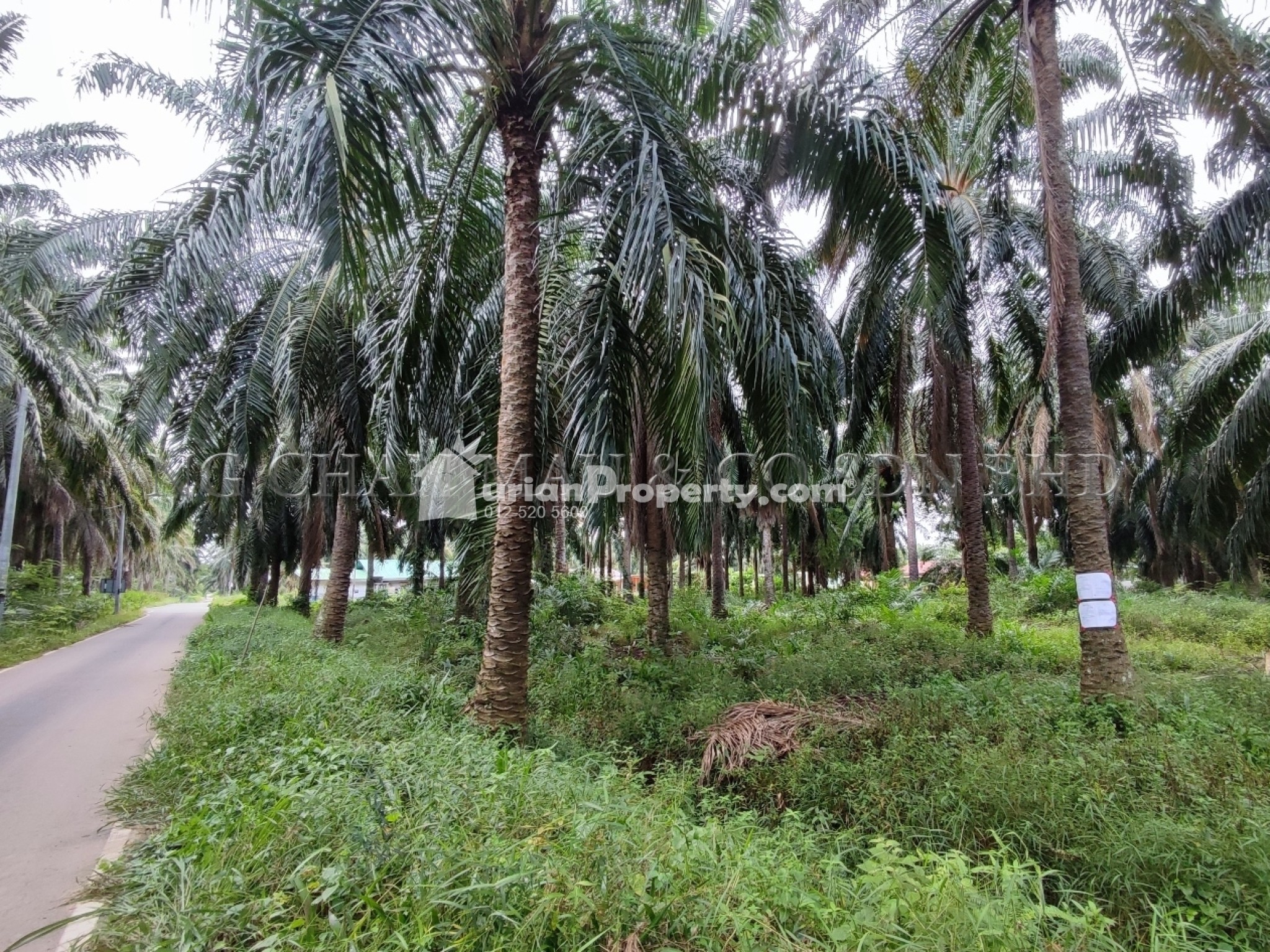 Agriculture Land For Auction at Teluk Ramunia