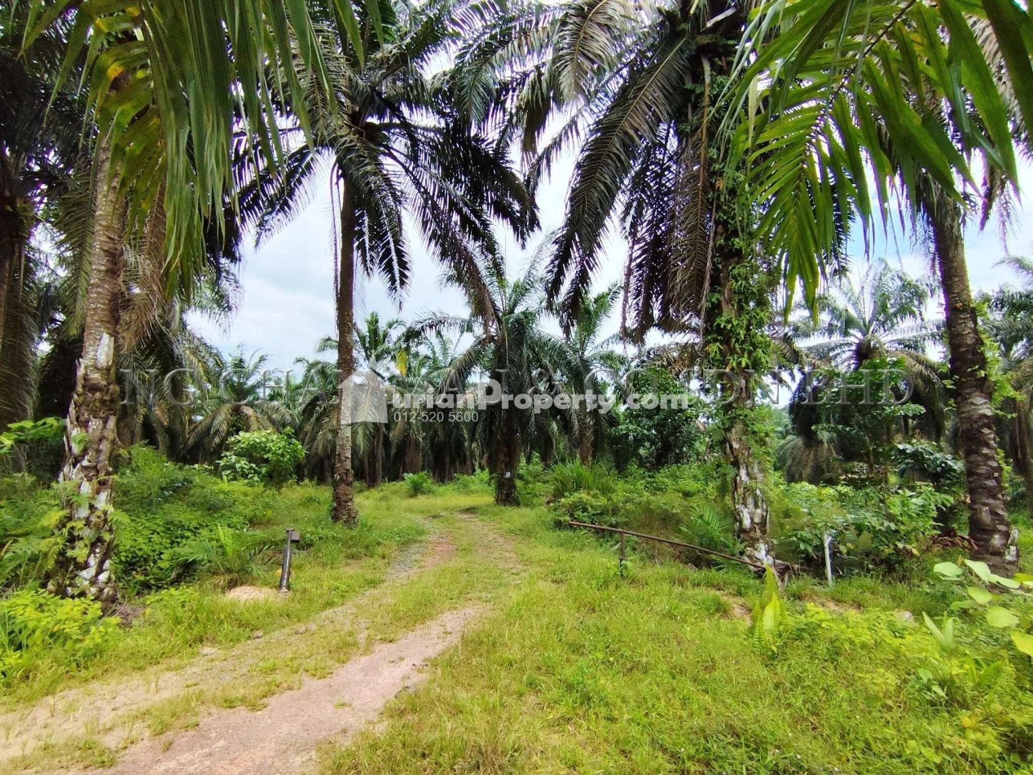 Agriculture Land For Auction at Batu Anam