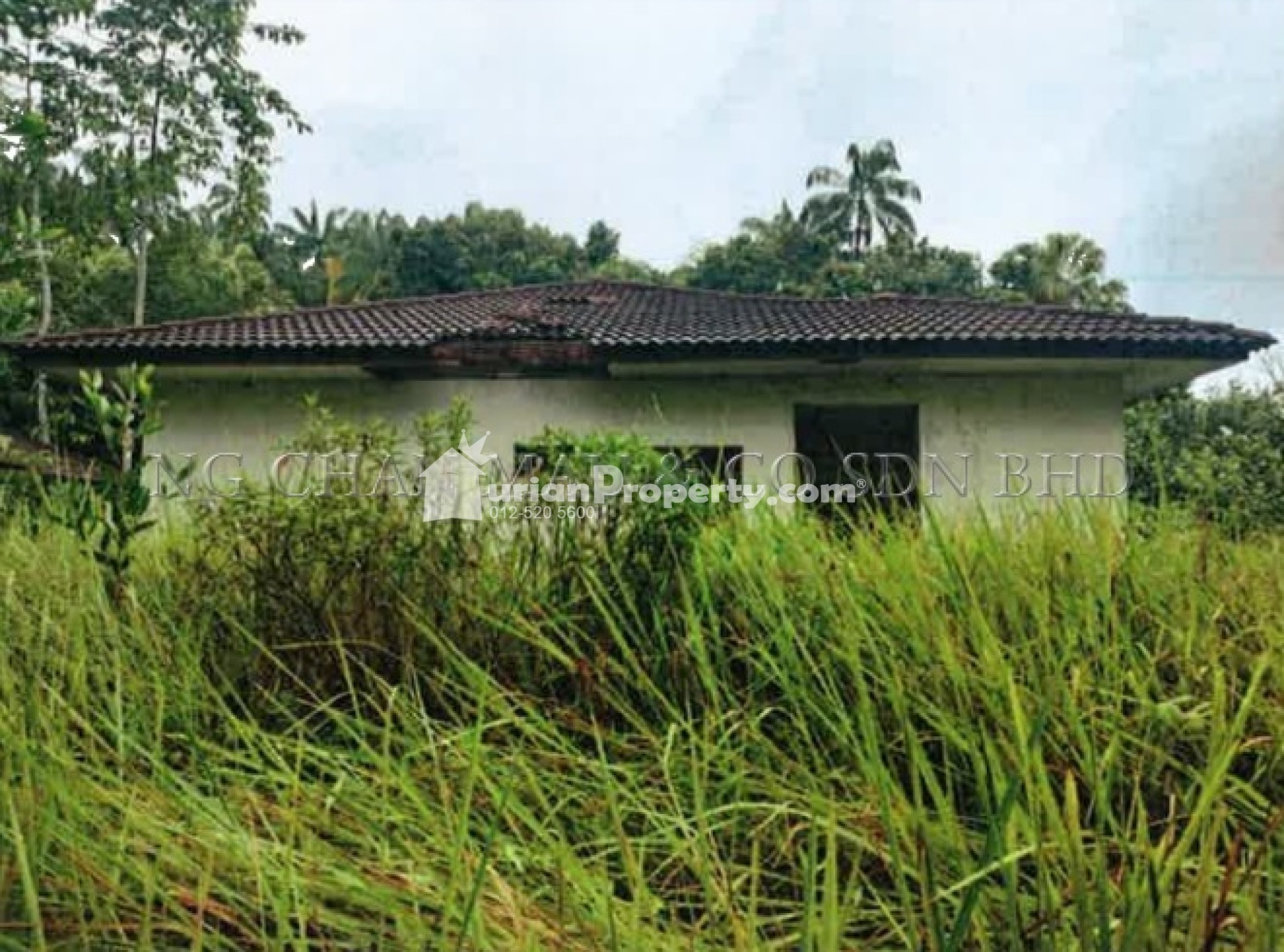 Bungalow House For Auction at Chukai