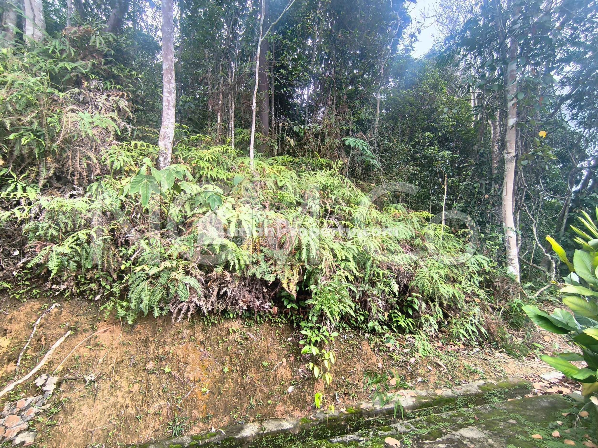 Agriculture Land For Auction at Janda Baik