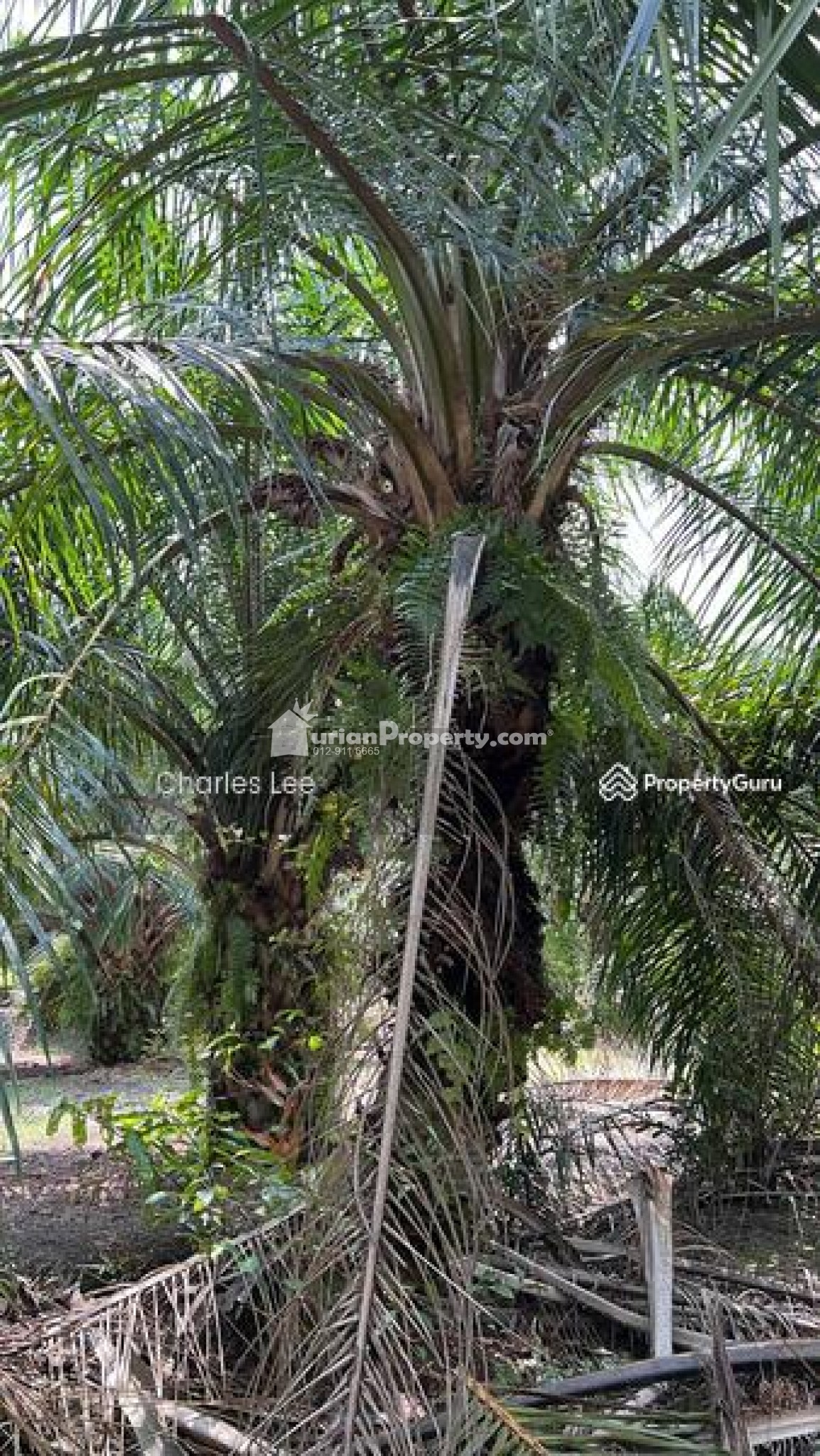 Agriculture Land For Sale at Kuala Selangor