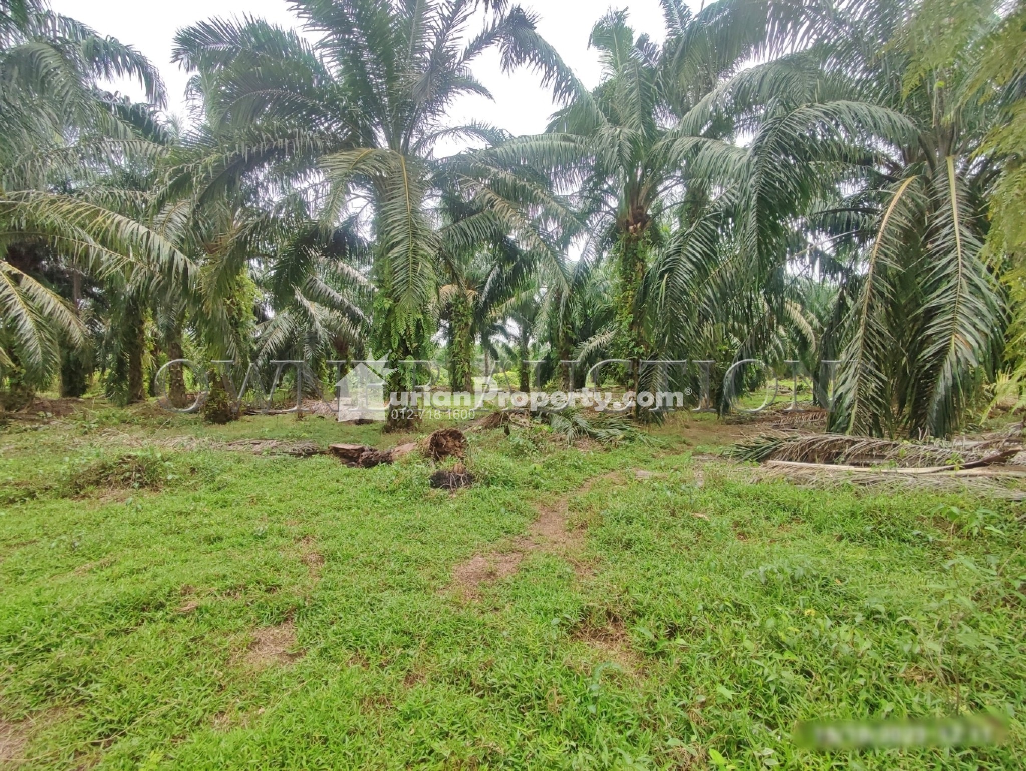Agriculture Land For Auction at Kuala Selangor