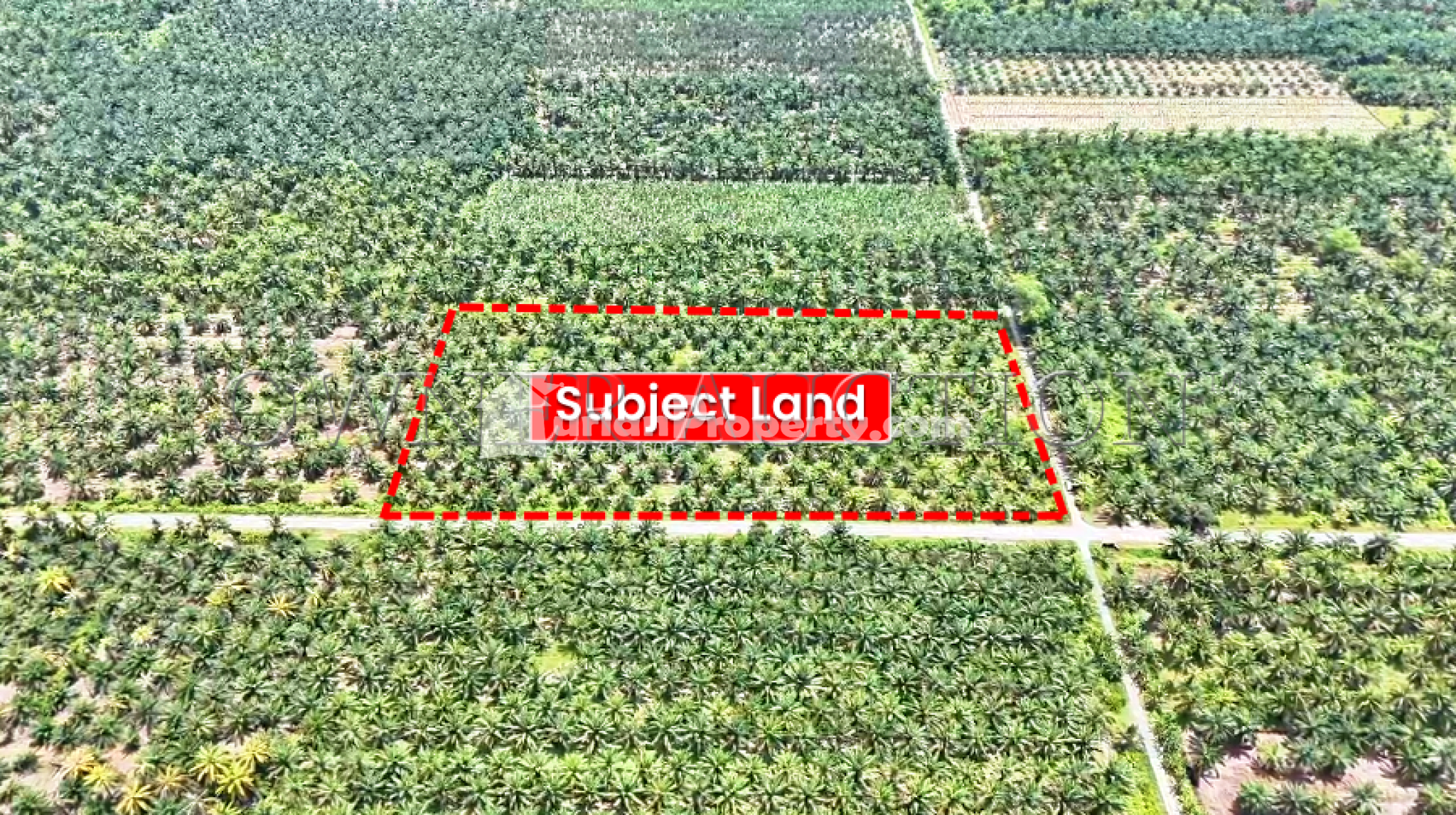 Agriculture Land For Auction at Sabak Bernam