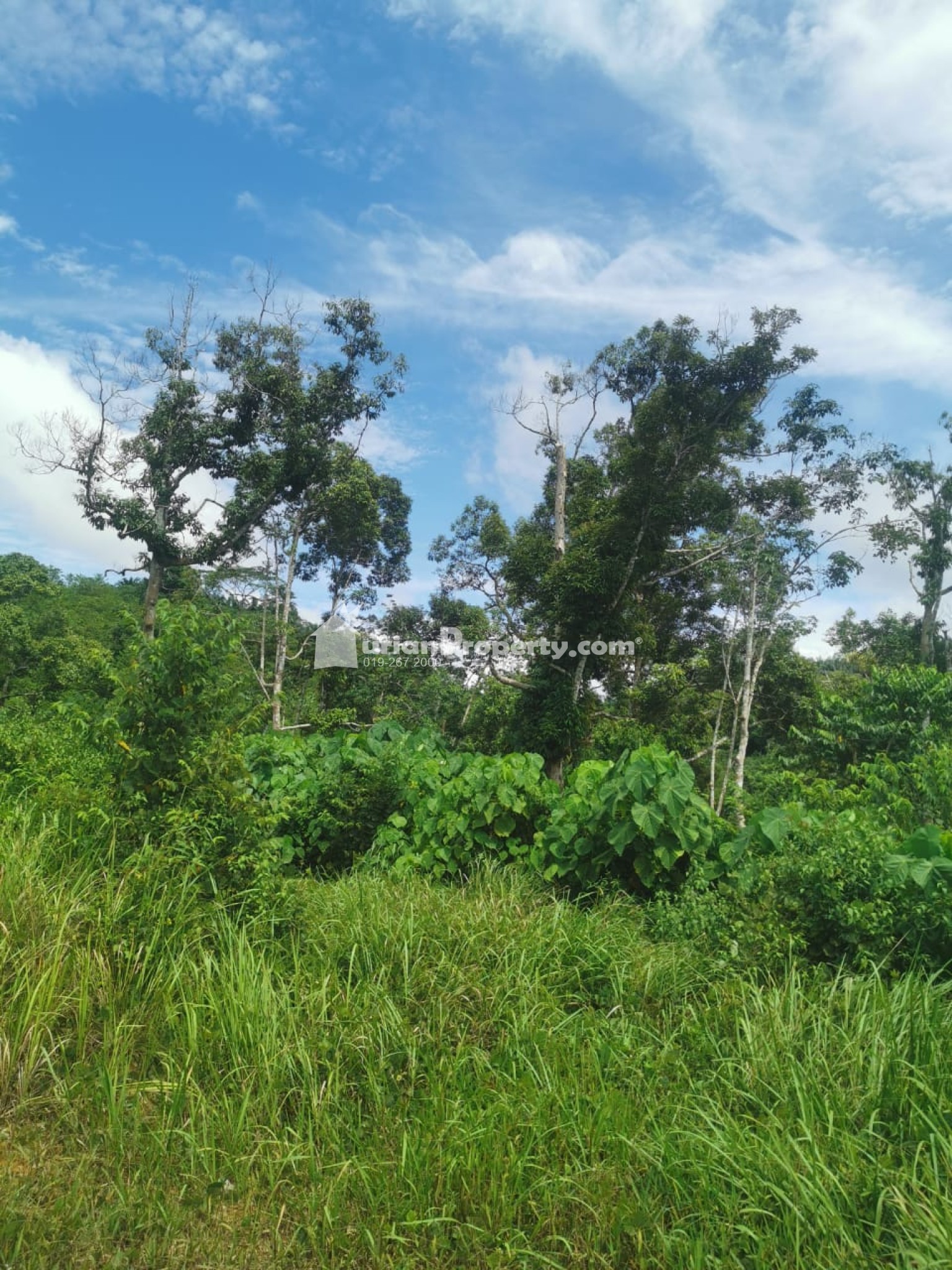 Agriculture Land For Sale at Raub