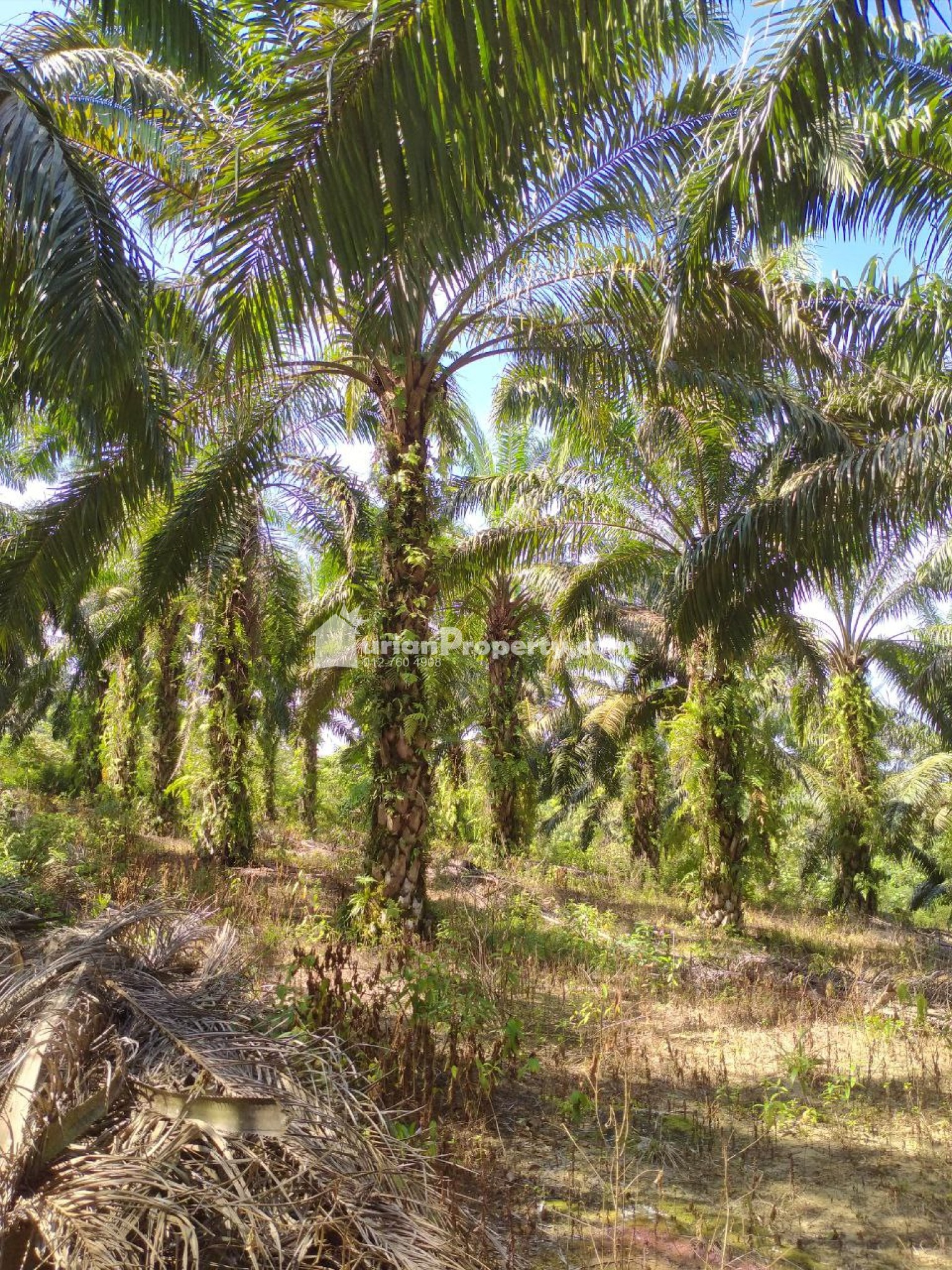 Agriculture Land For Sale at Kahang