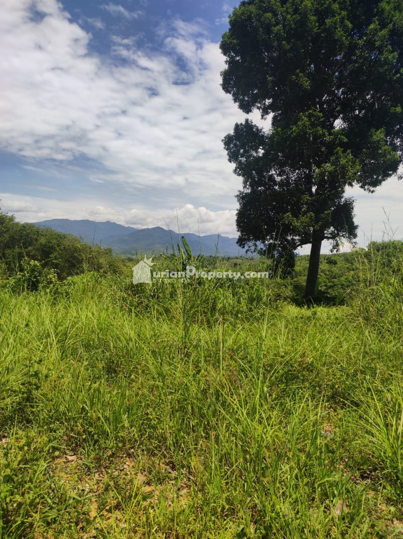 Agriculture Land For Sale at Lenggong