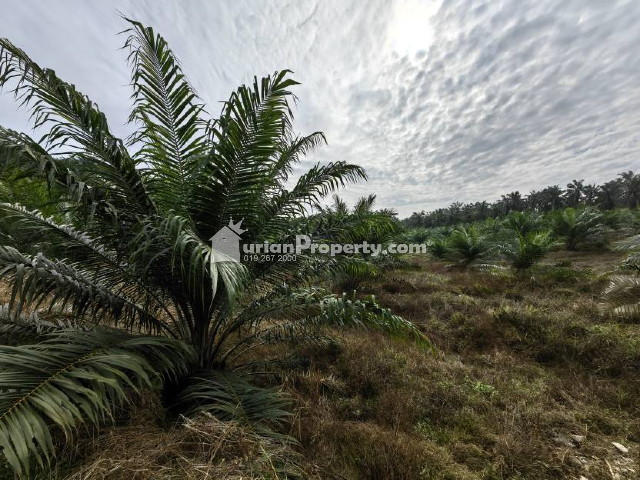 Agriculture Land For Sale at Bera